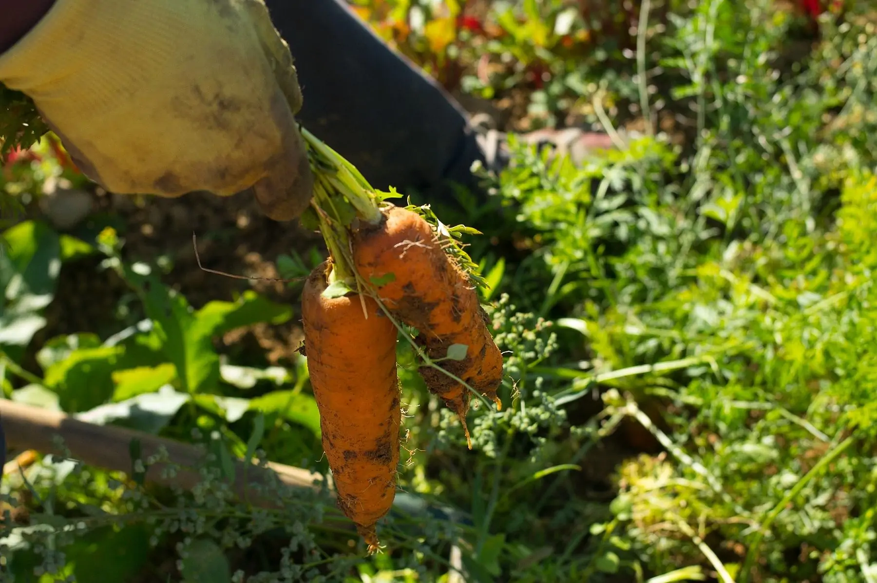 madame eloise du fresne de beaucourt