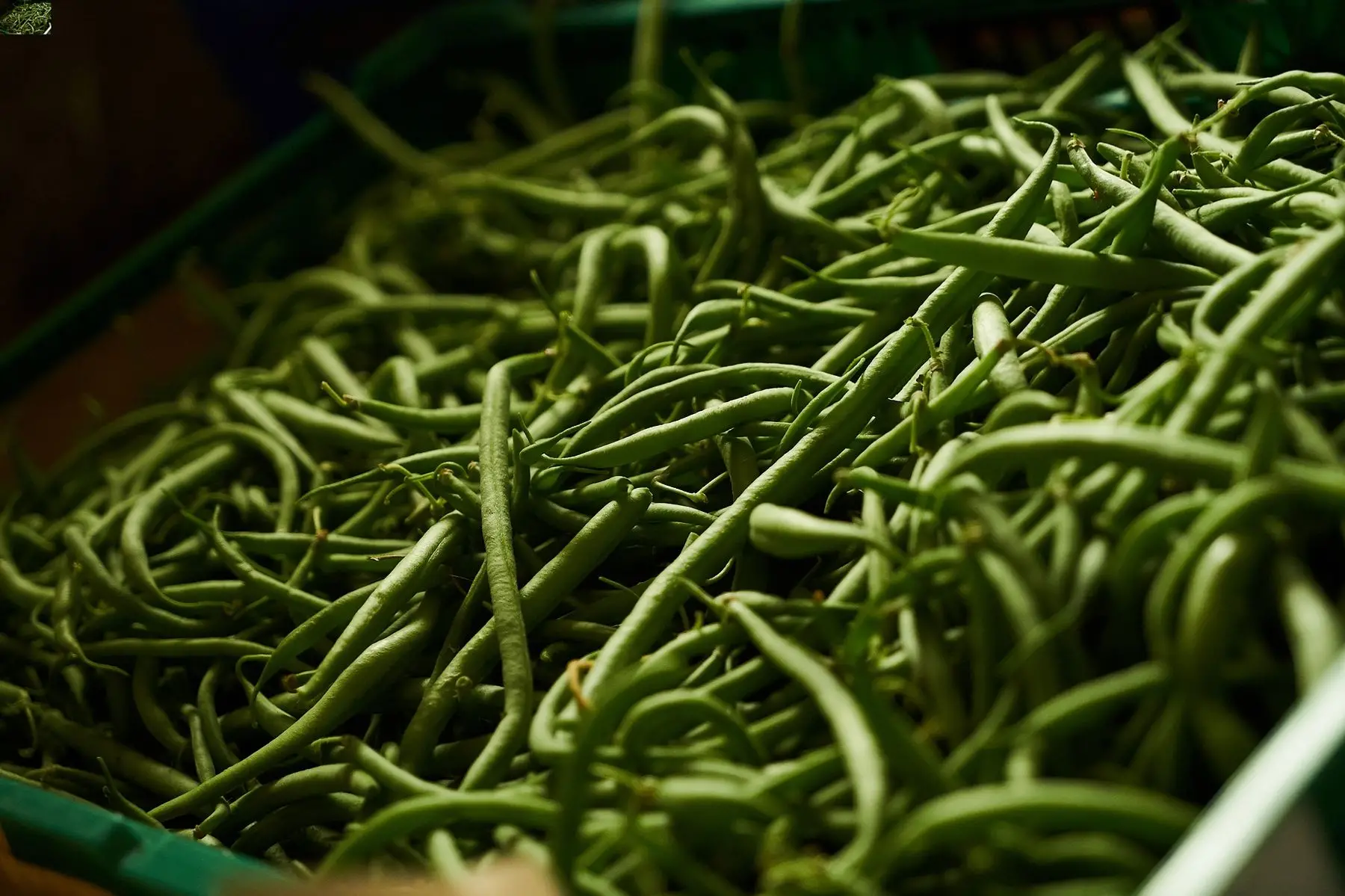 haricots
