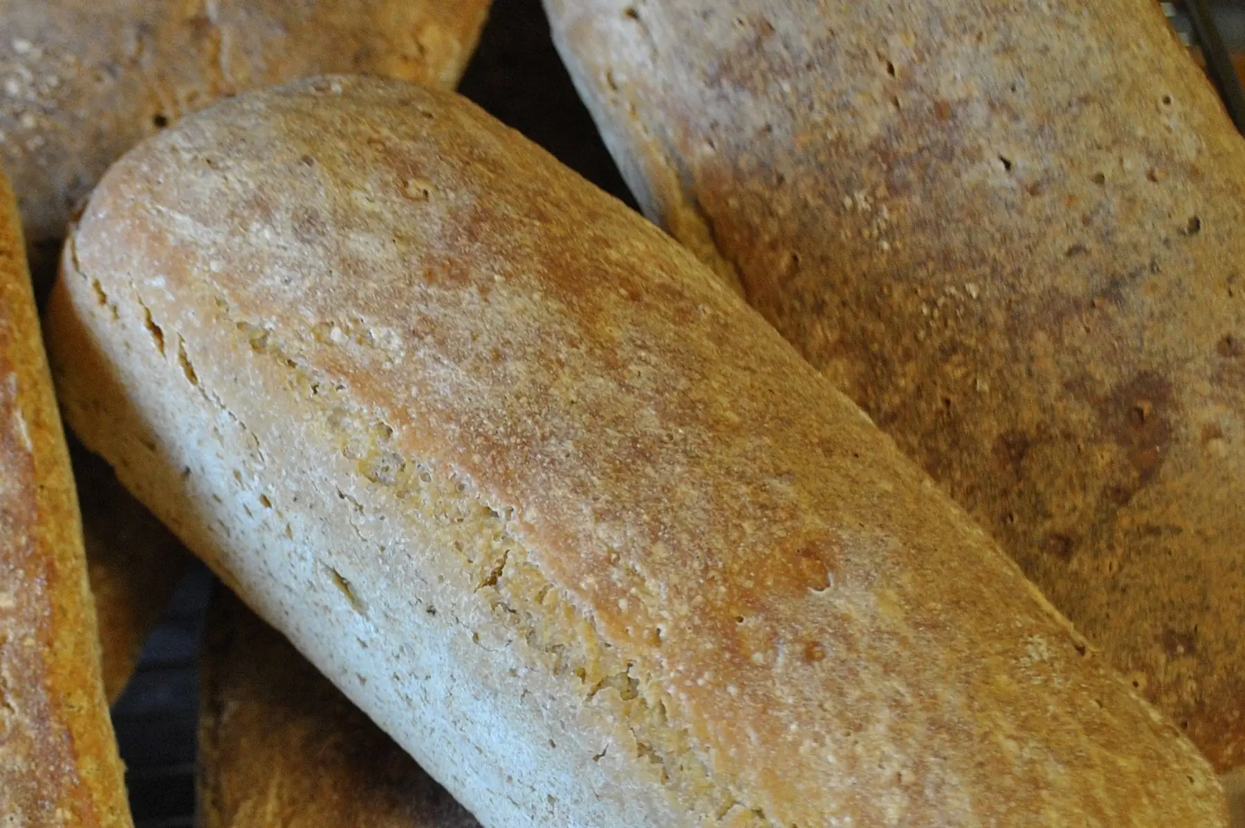 engrain (ou petit-epeautre) moulé