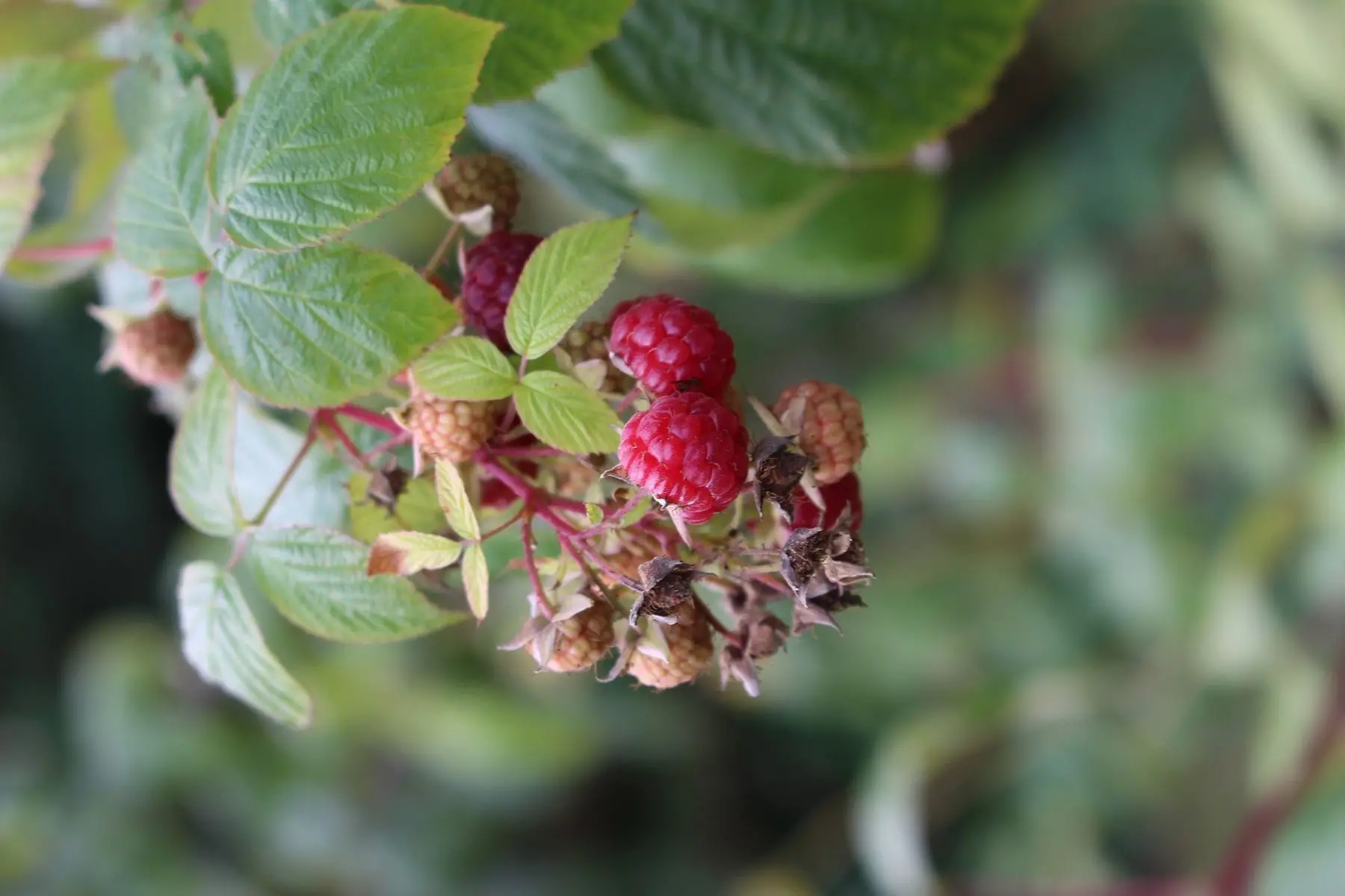 barquette petits fruits rouges et/ou noirs