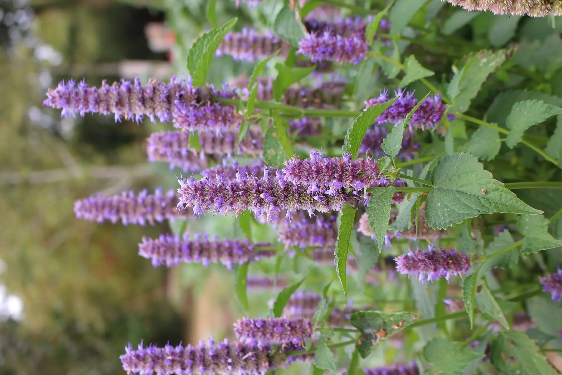 agastache anisée