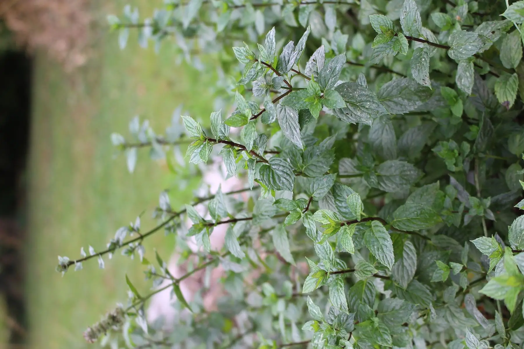 bouquet de plantes à tisane