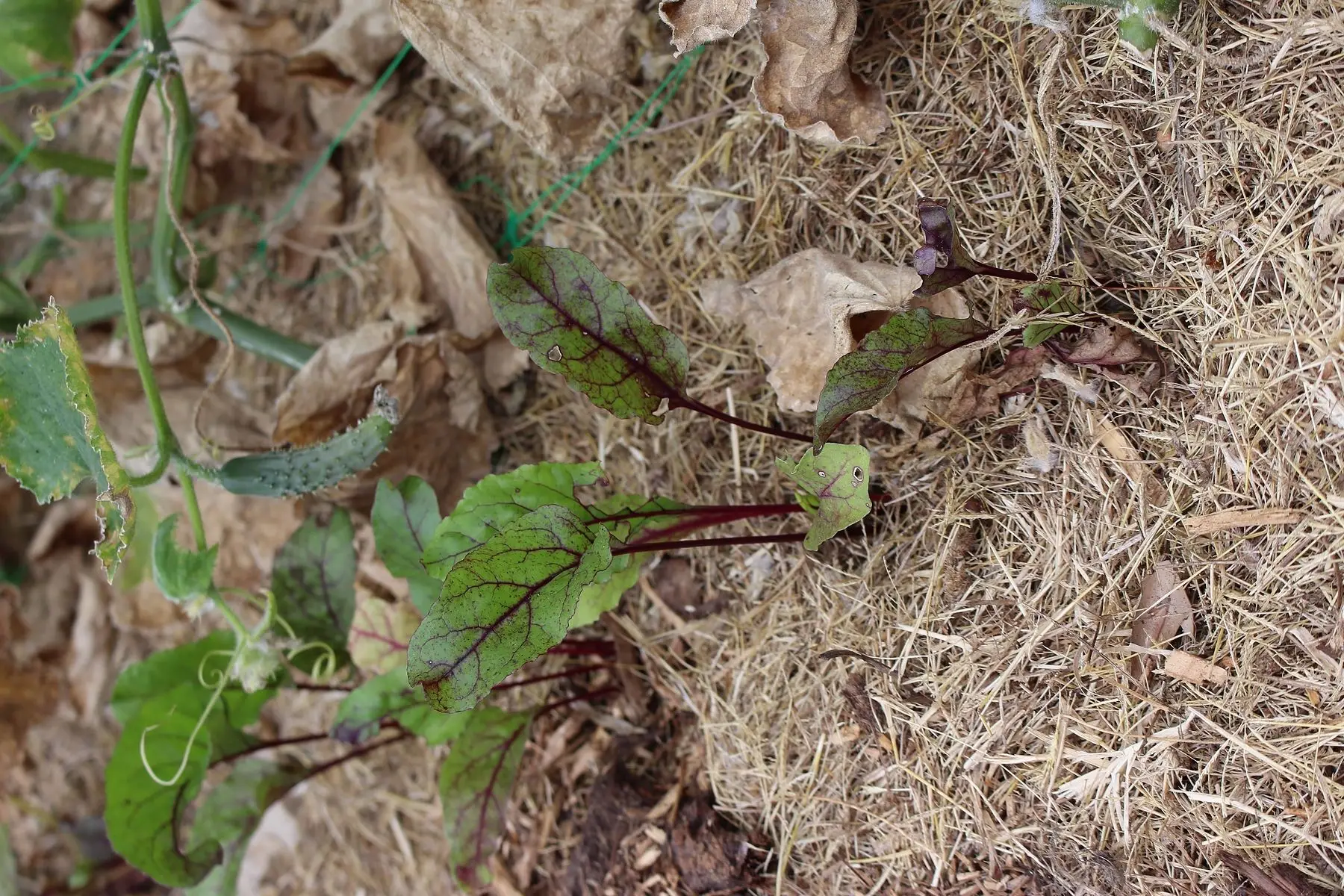 betterave rouge crue