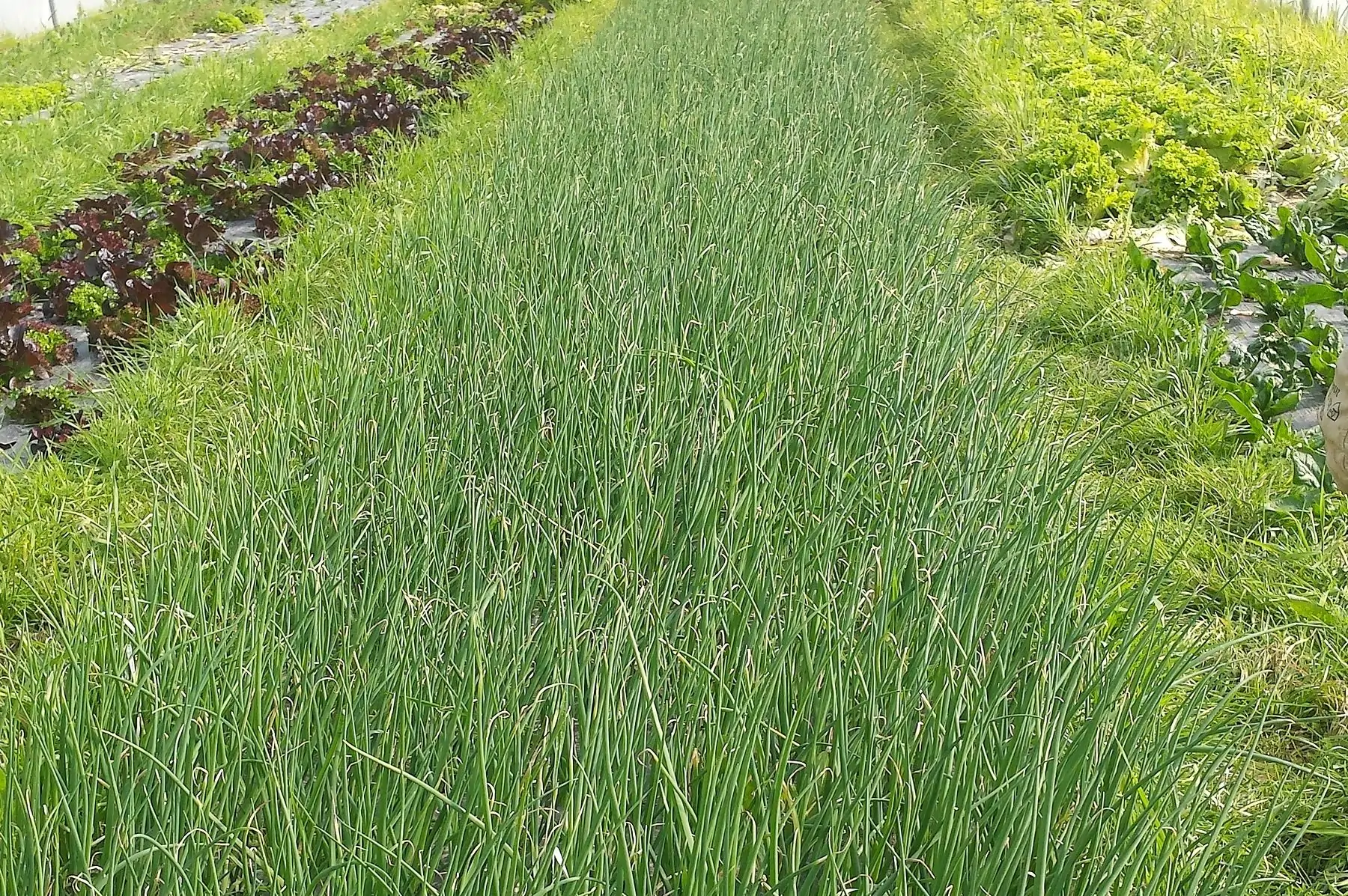 monsieur laurent rappart