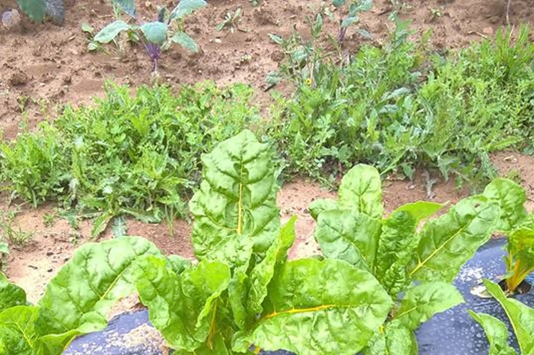 blettes, mini blettes jessica ,