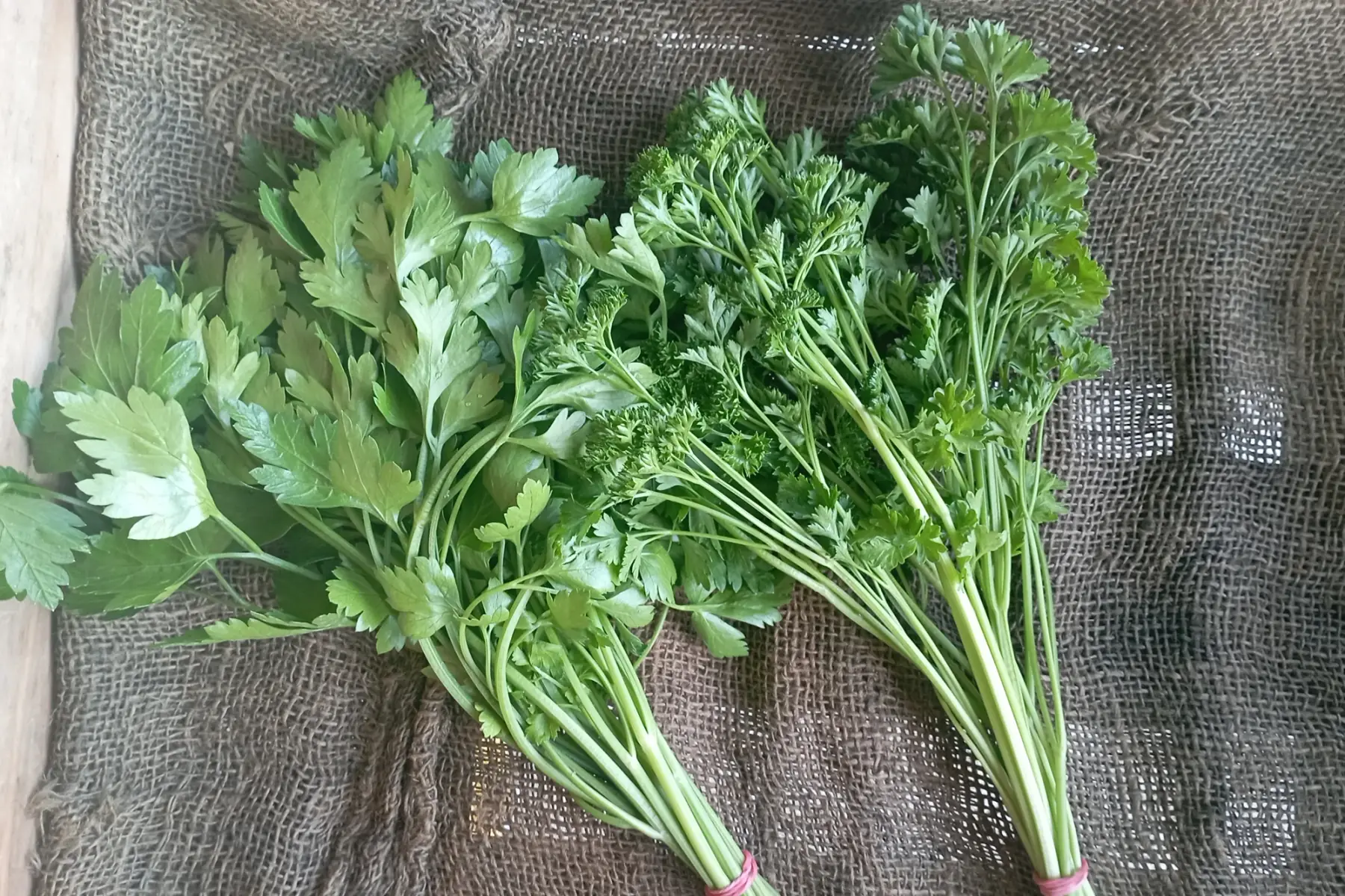bouquet de persil