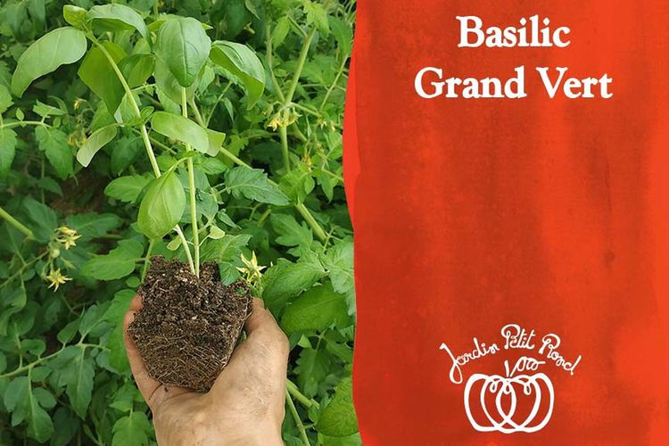 plant de basilic