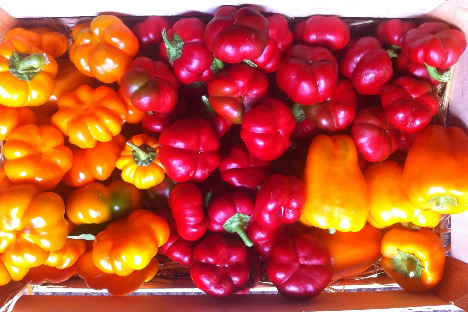 poivrons de couleurs