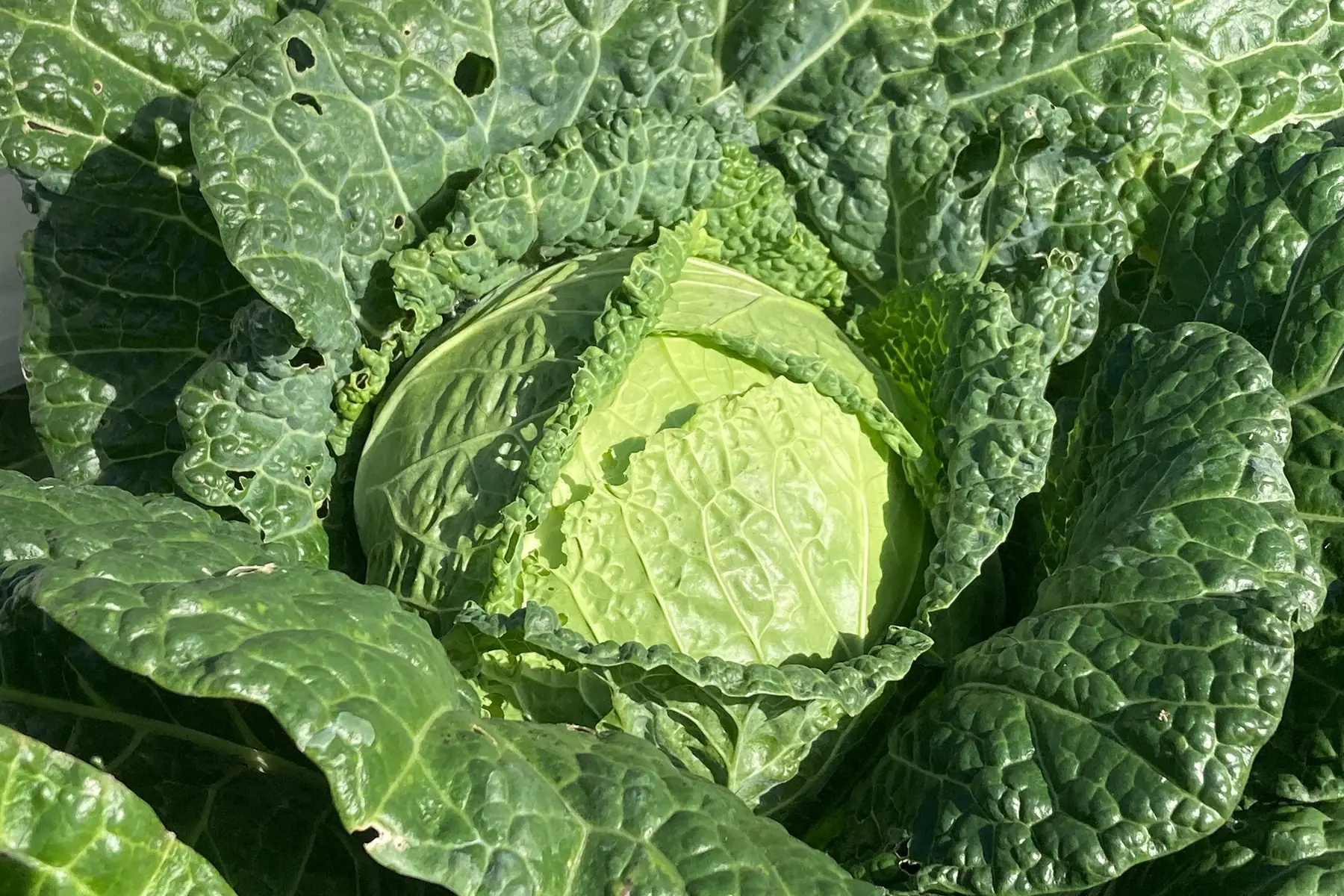 chou de milan frisé