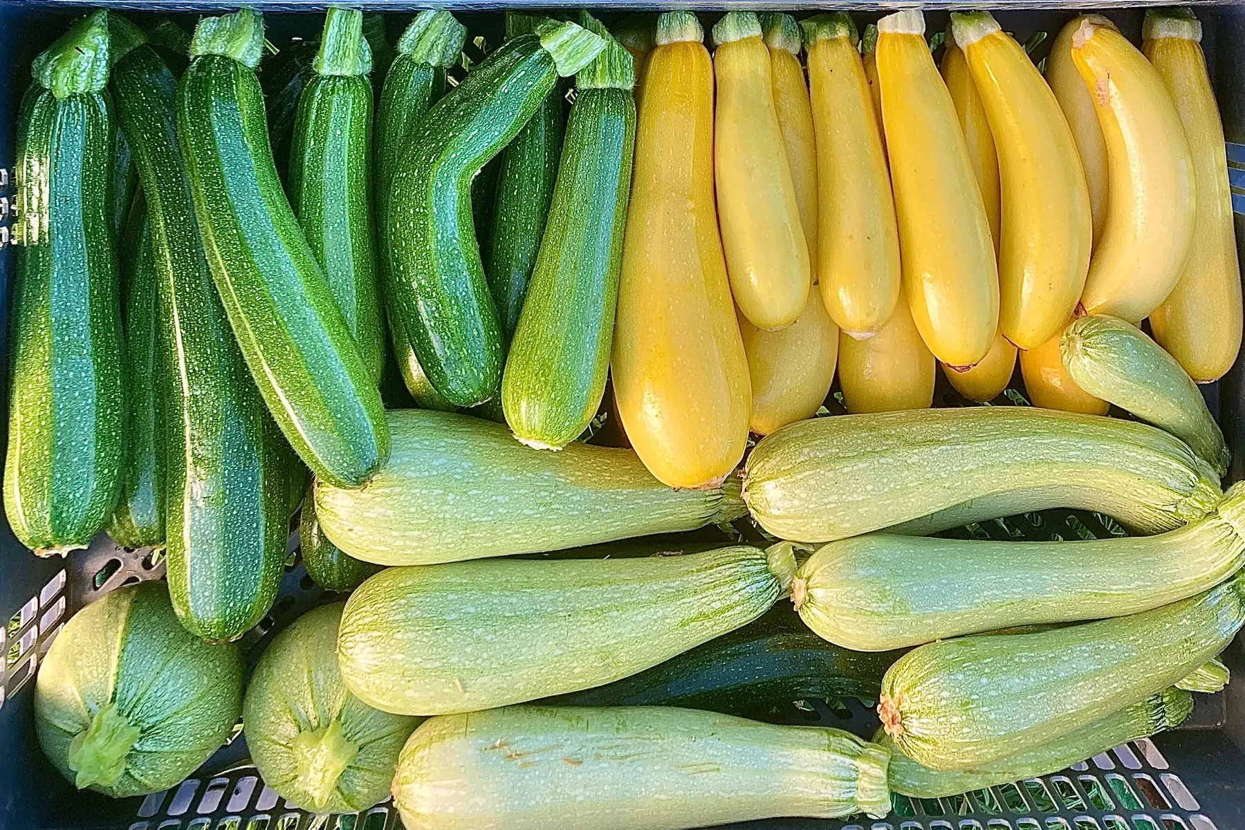 courgettes de couleurs