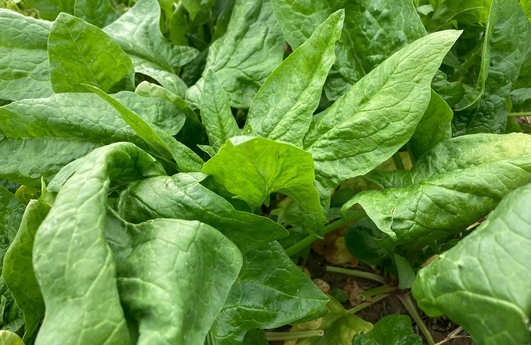 épinard