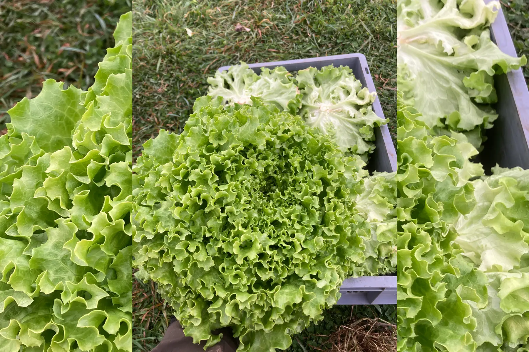 Les Jardins Voyageurs / Isabelle Perron