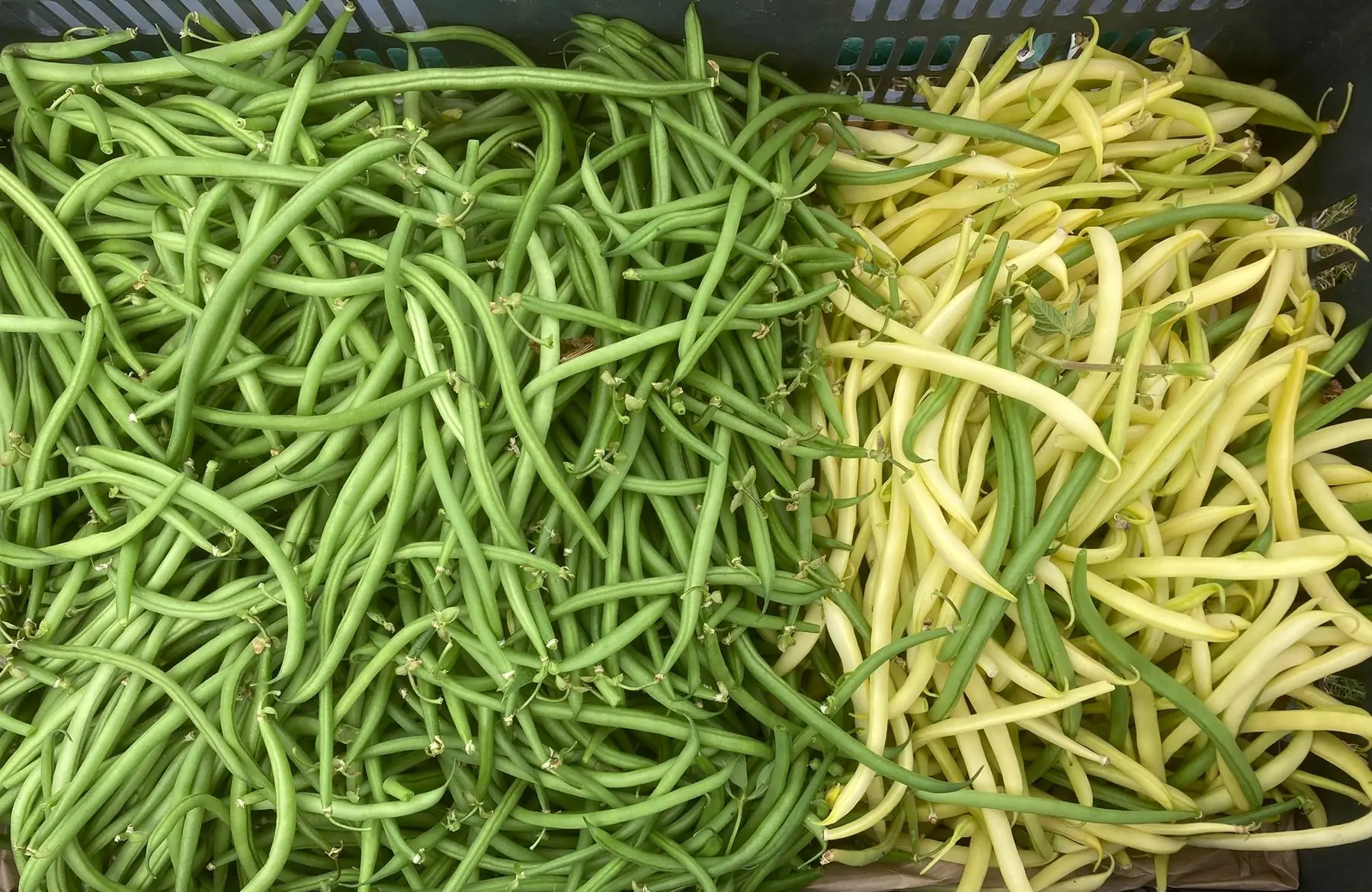 haricots de couleurs