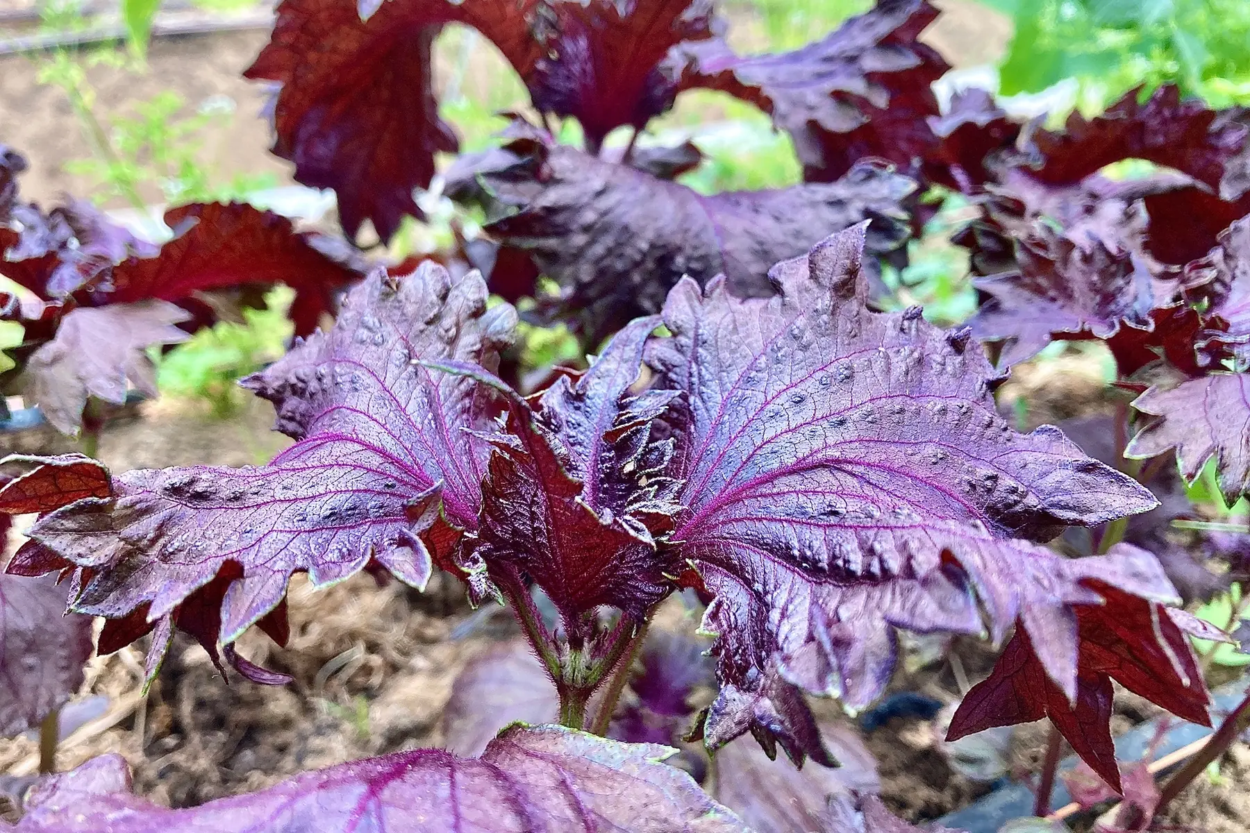 Les Jardins Voyageurs / Isabelle Perron