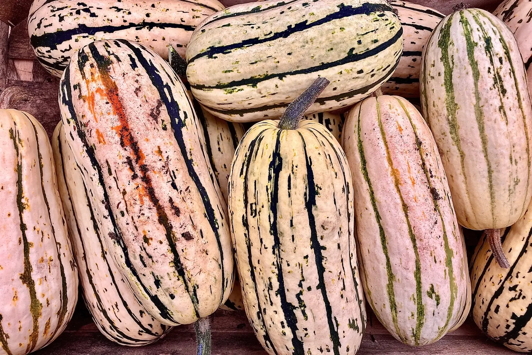 courge delicata