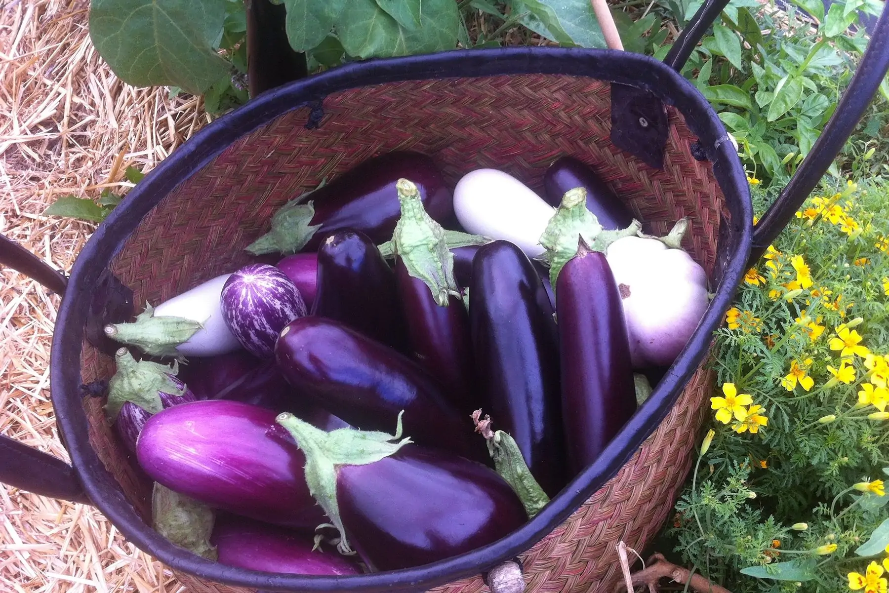 aubergine