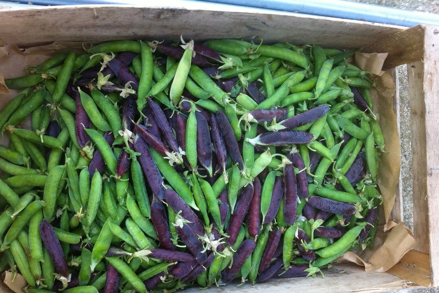 petit pois