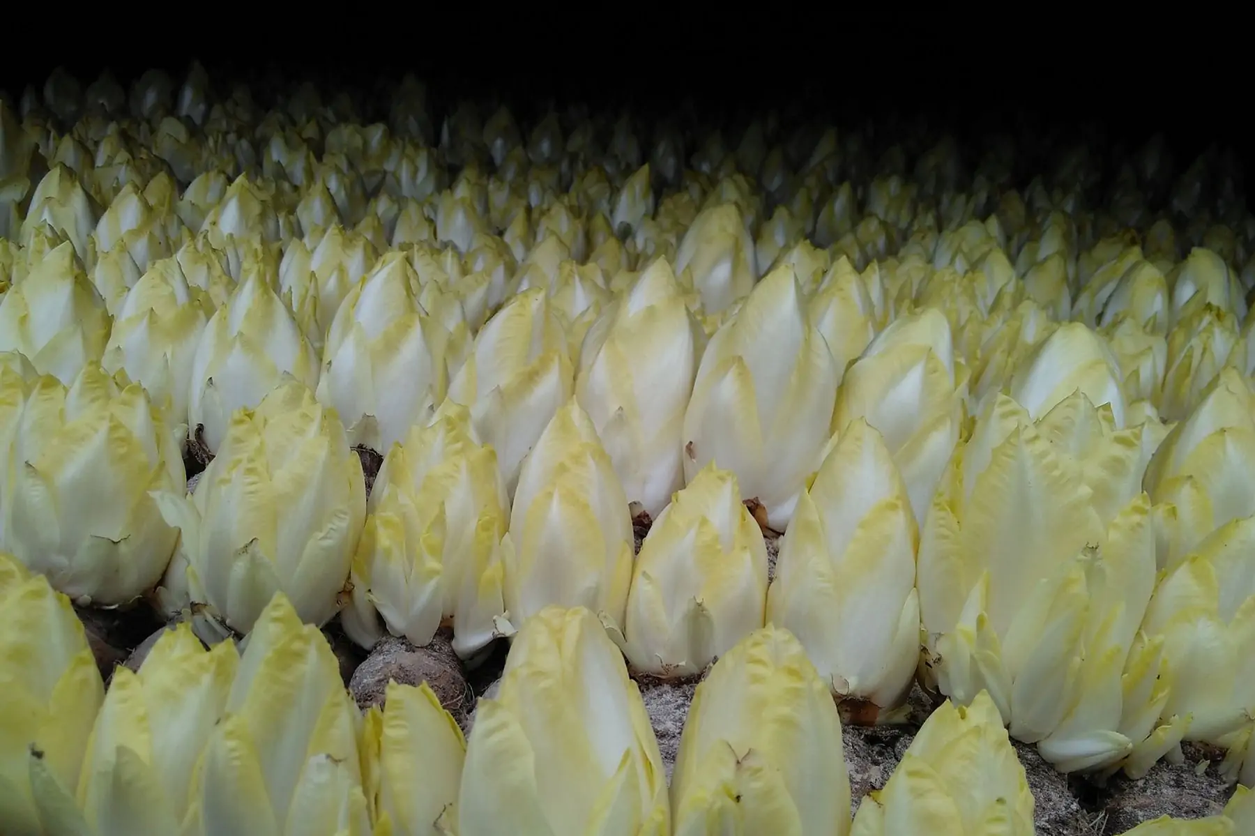 endive