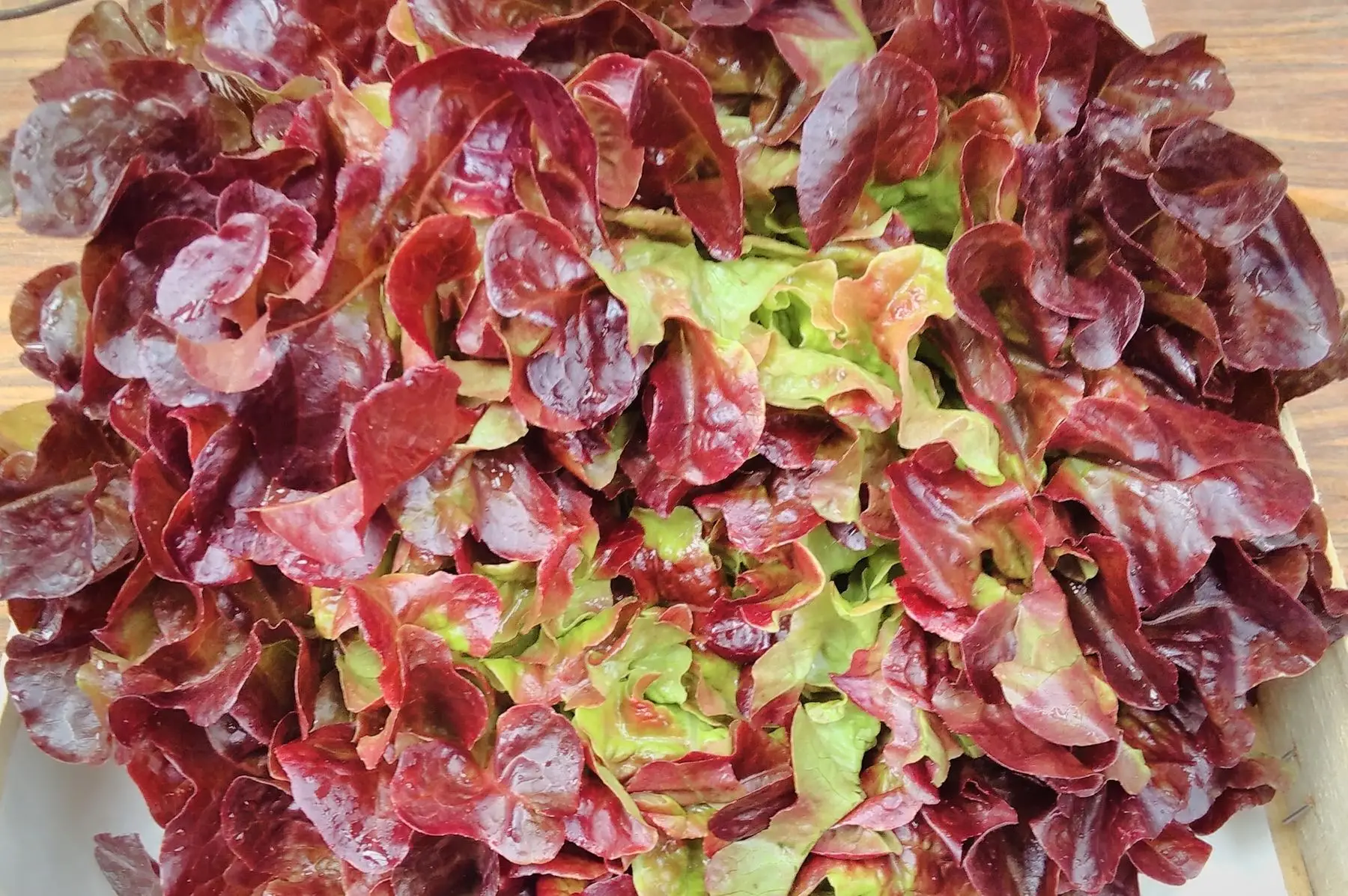 feuille de chêne rouge