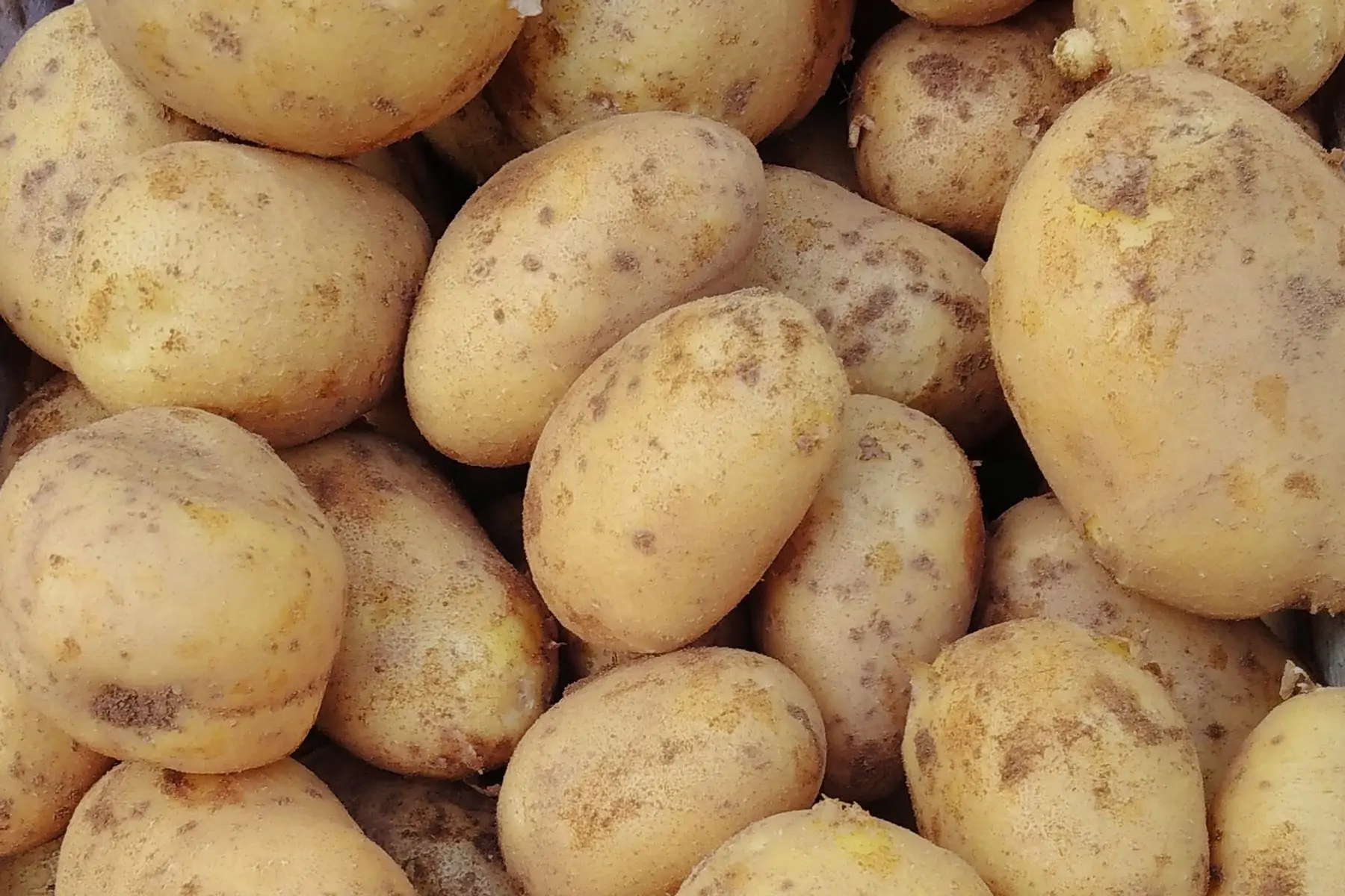 pomme de terre "agria"