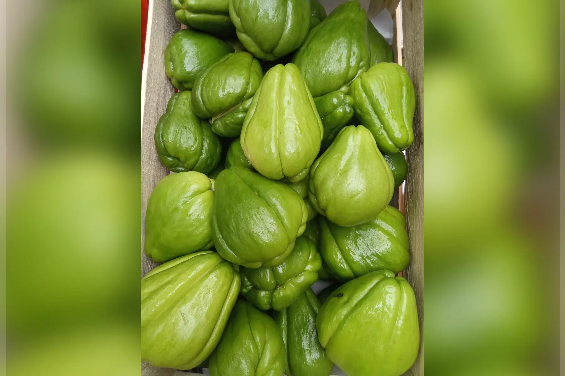 Chayotte/Chouchou/Christophine