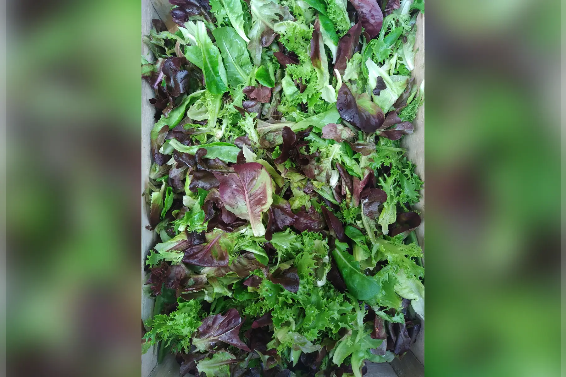 mesclun