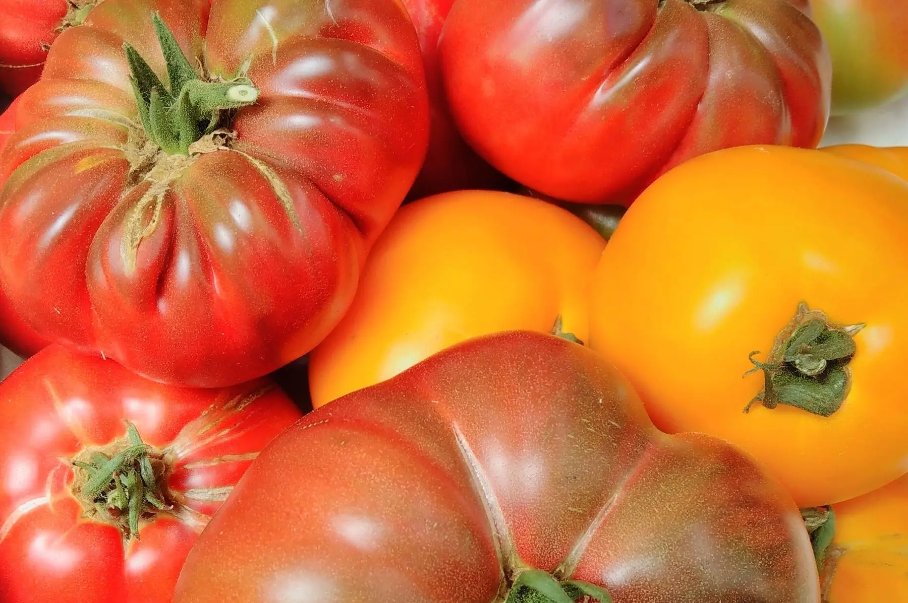 tomates anciennes "non hybrides"