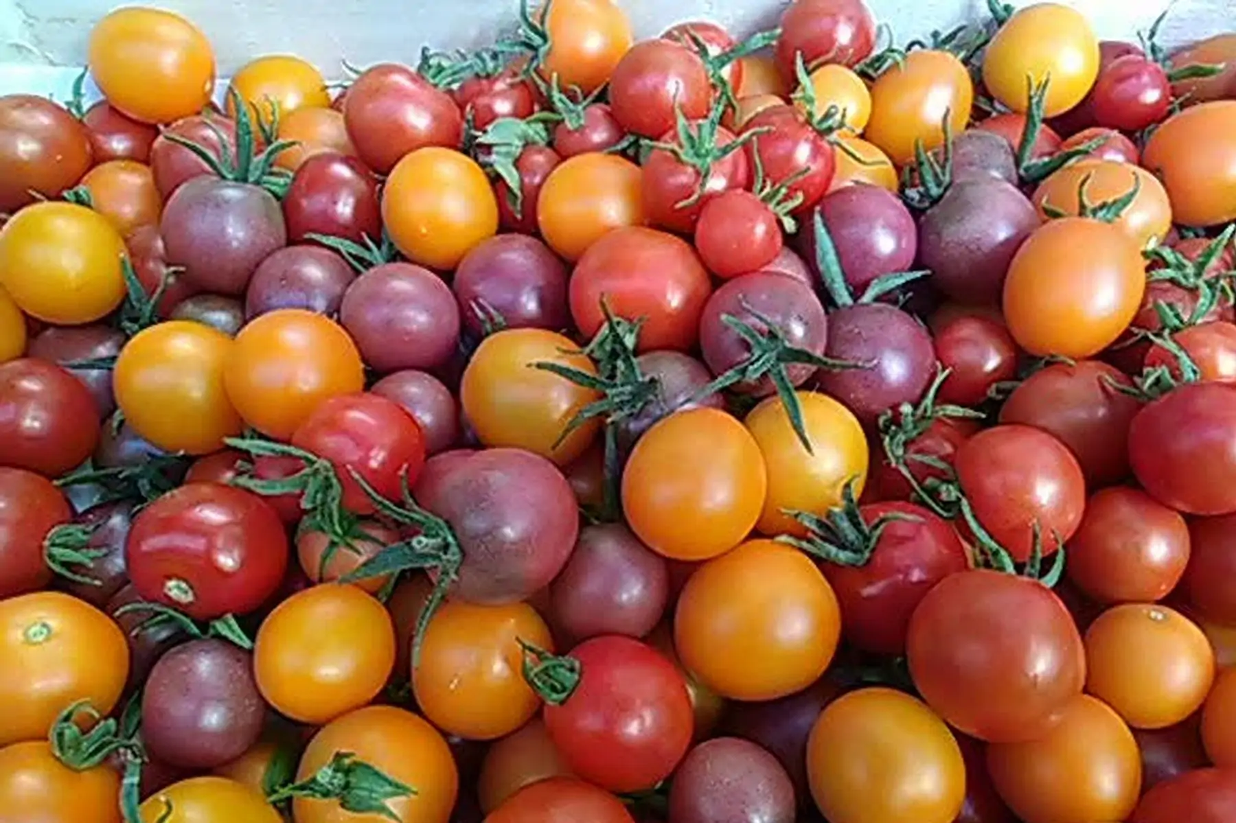 tomates cerises "non hybrides"