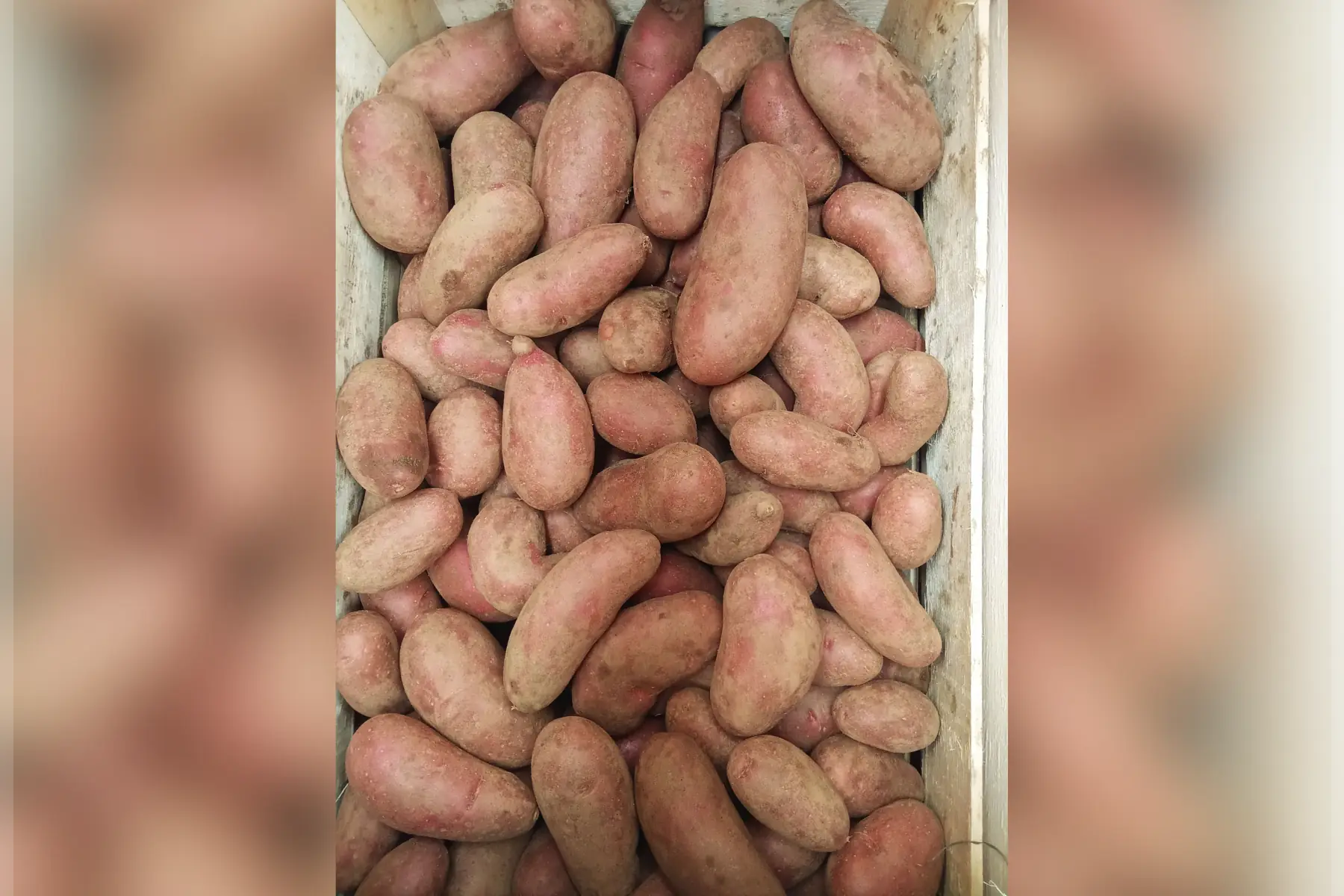 pomme de terre "cheyenne" rouge