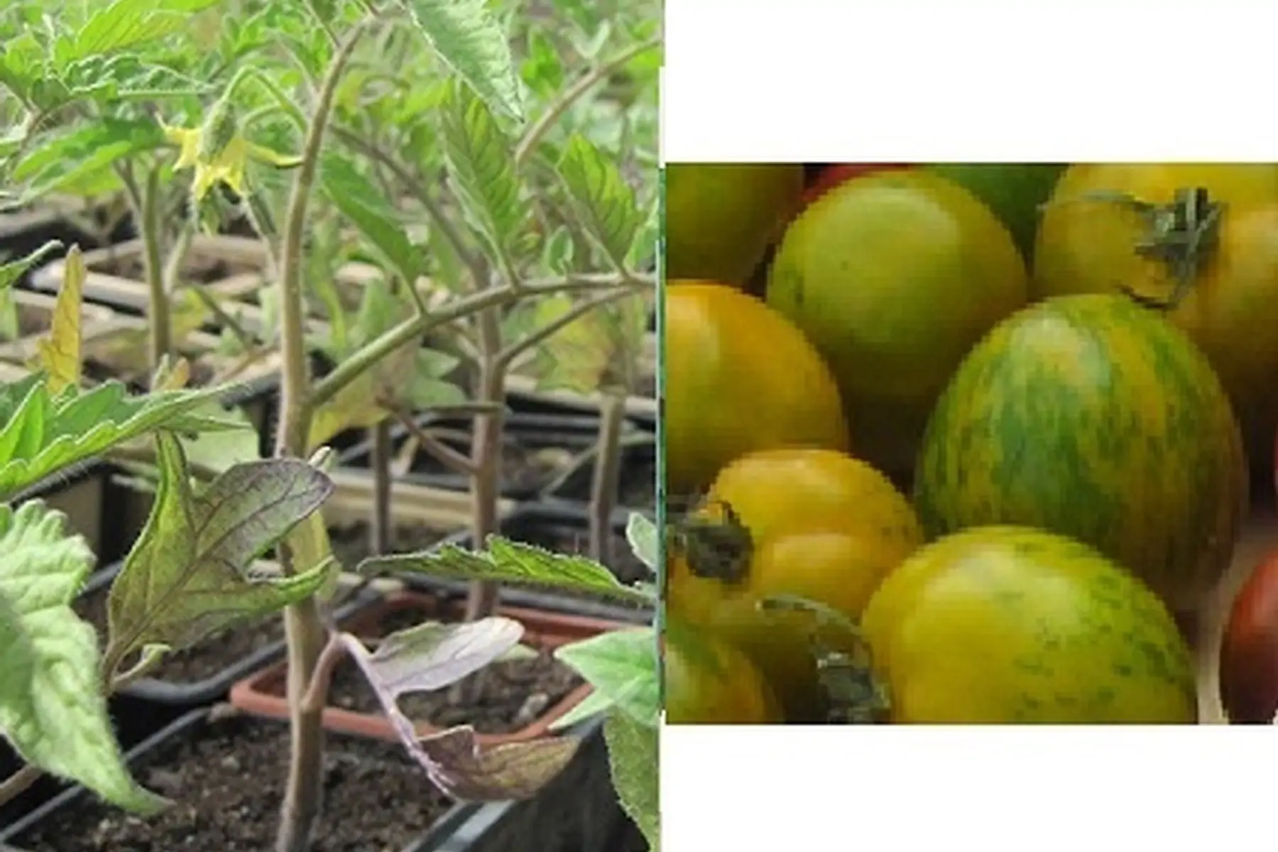 plant tomate green zebra