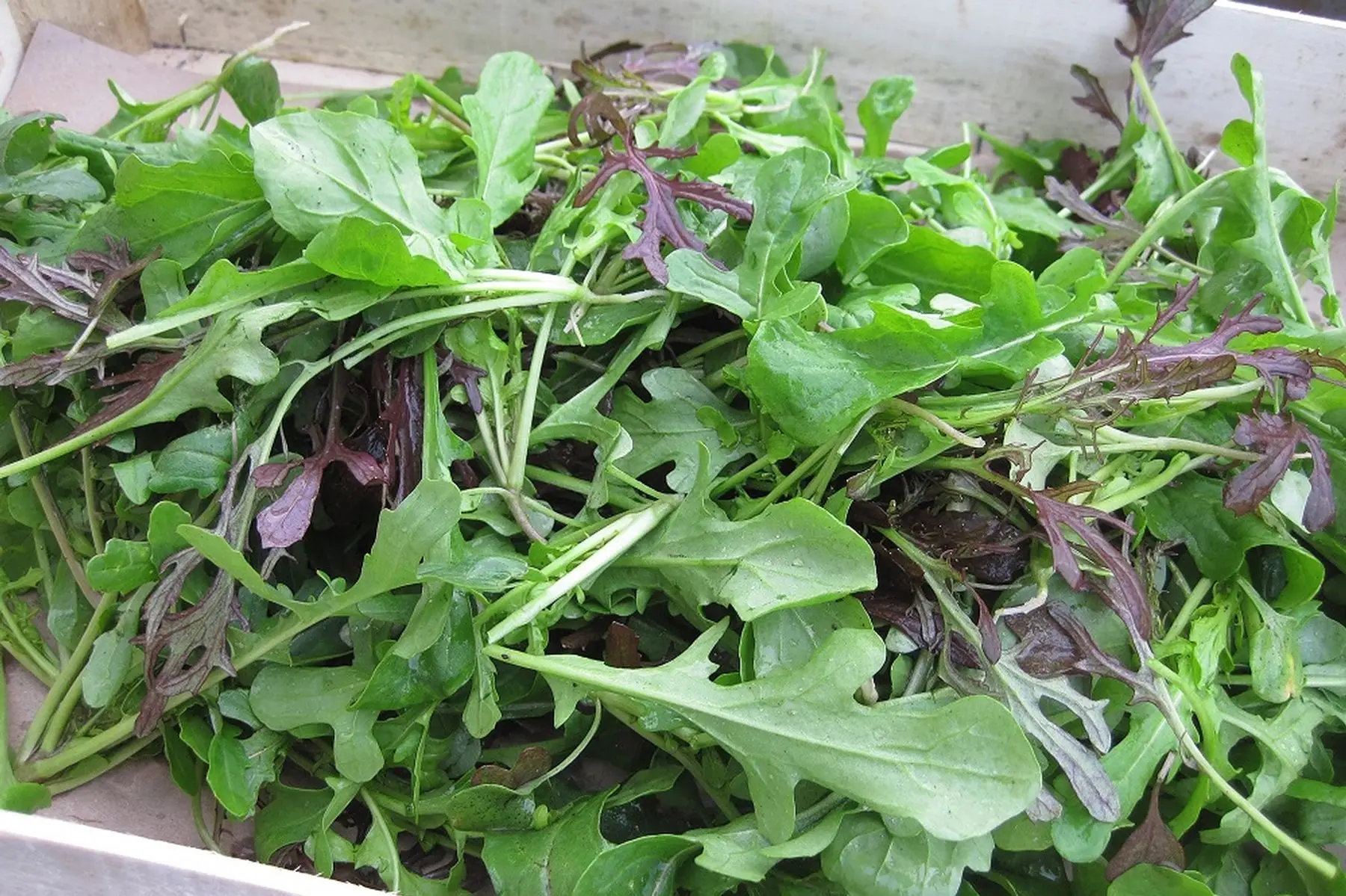 mesclun salade / roquette