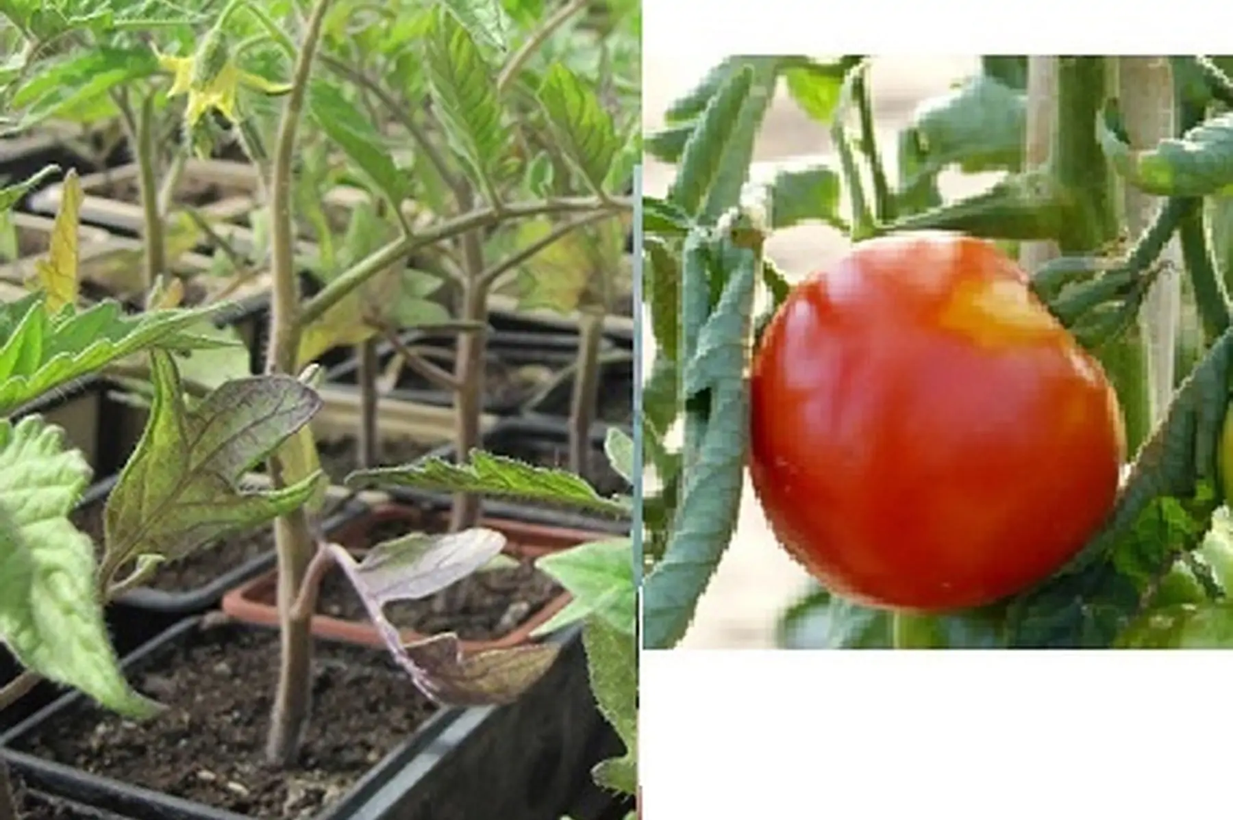 plant tomate st pierre