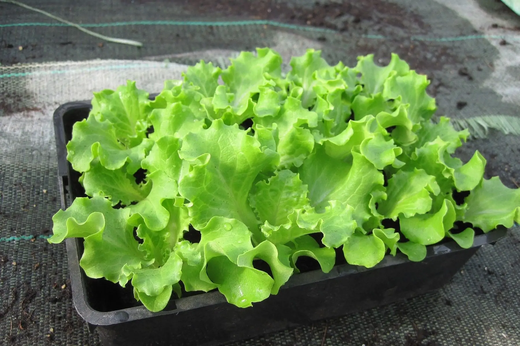 plant salade
