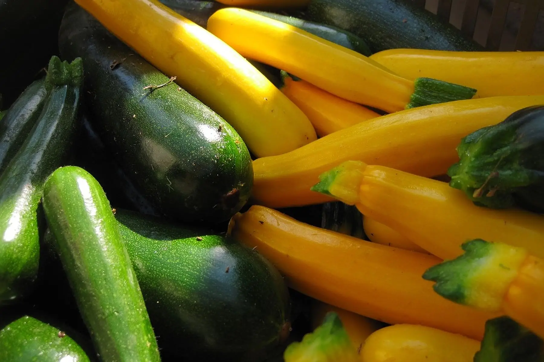 courgette