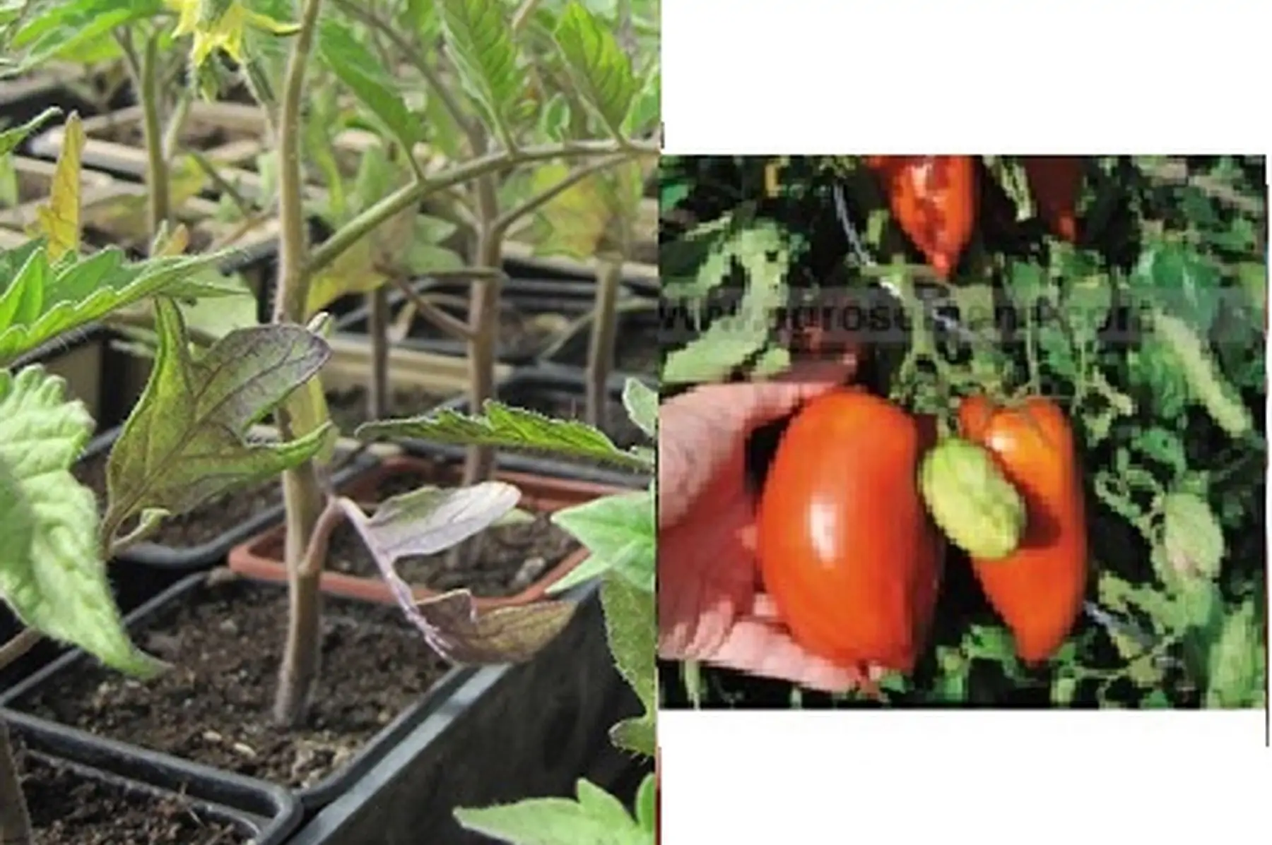 plant tomate cornue des andes