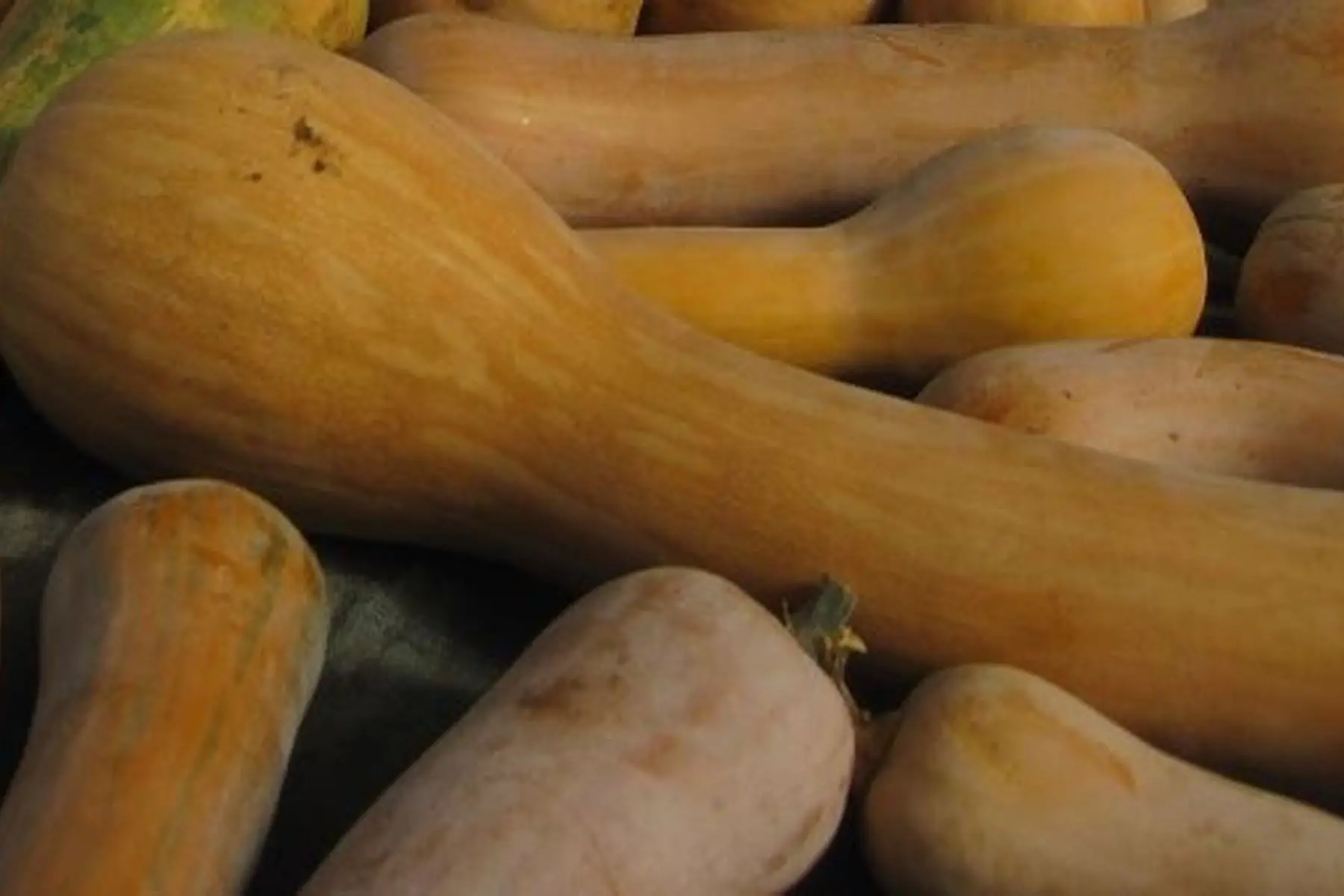 courge longue de nice