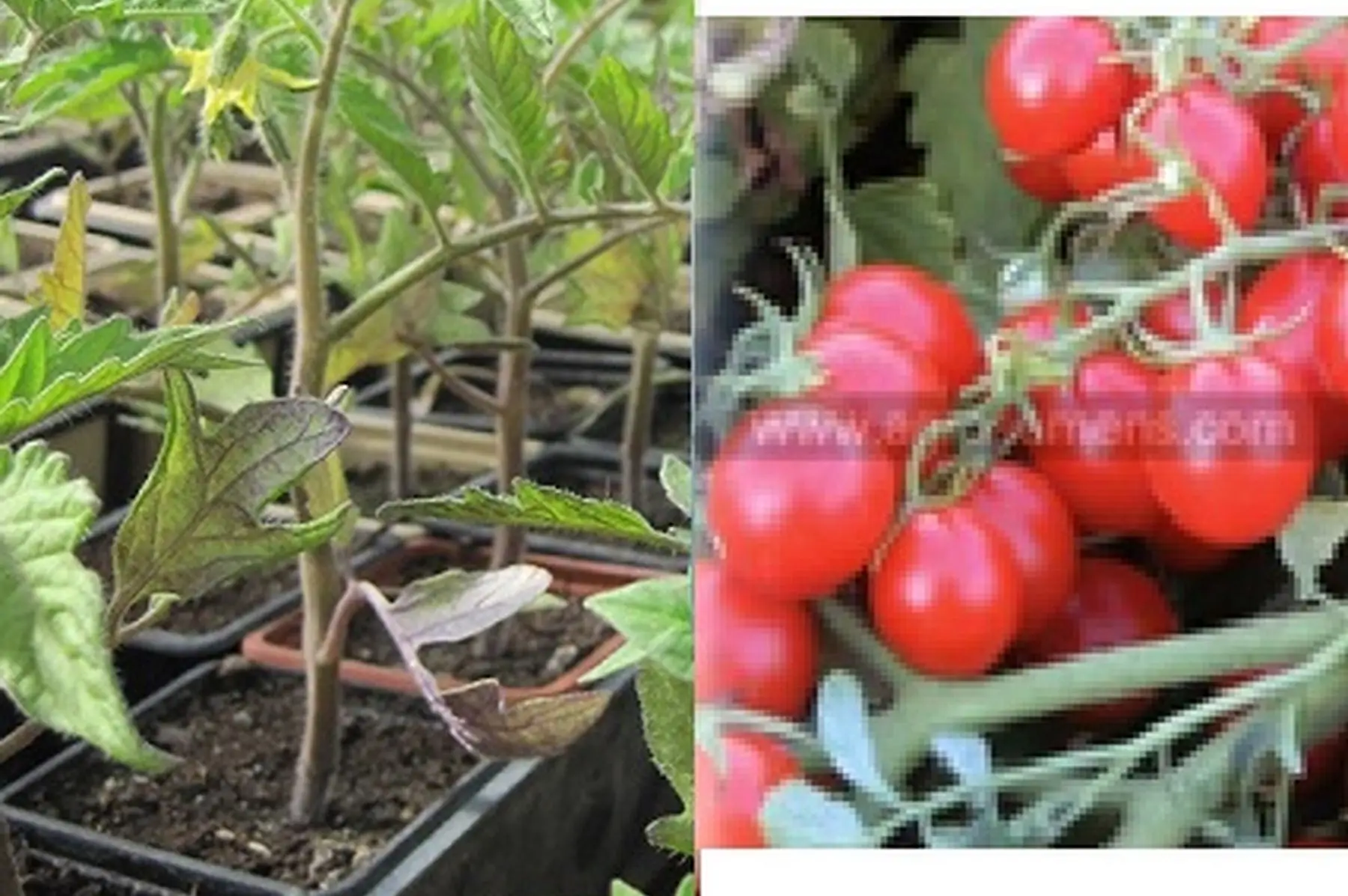 plant tomate cerise rouge