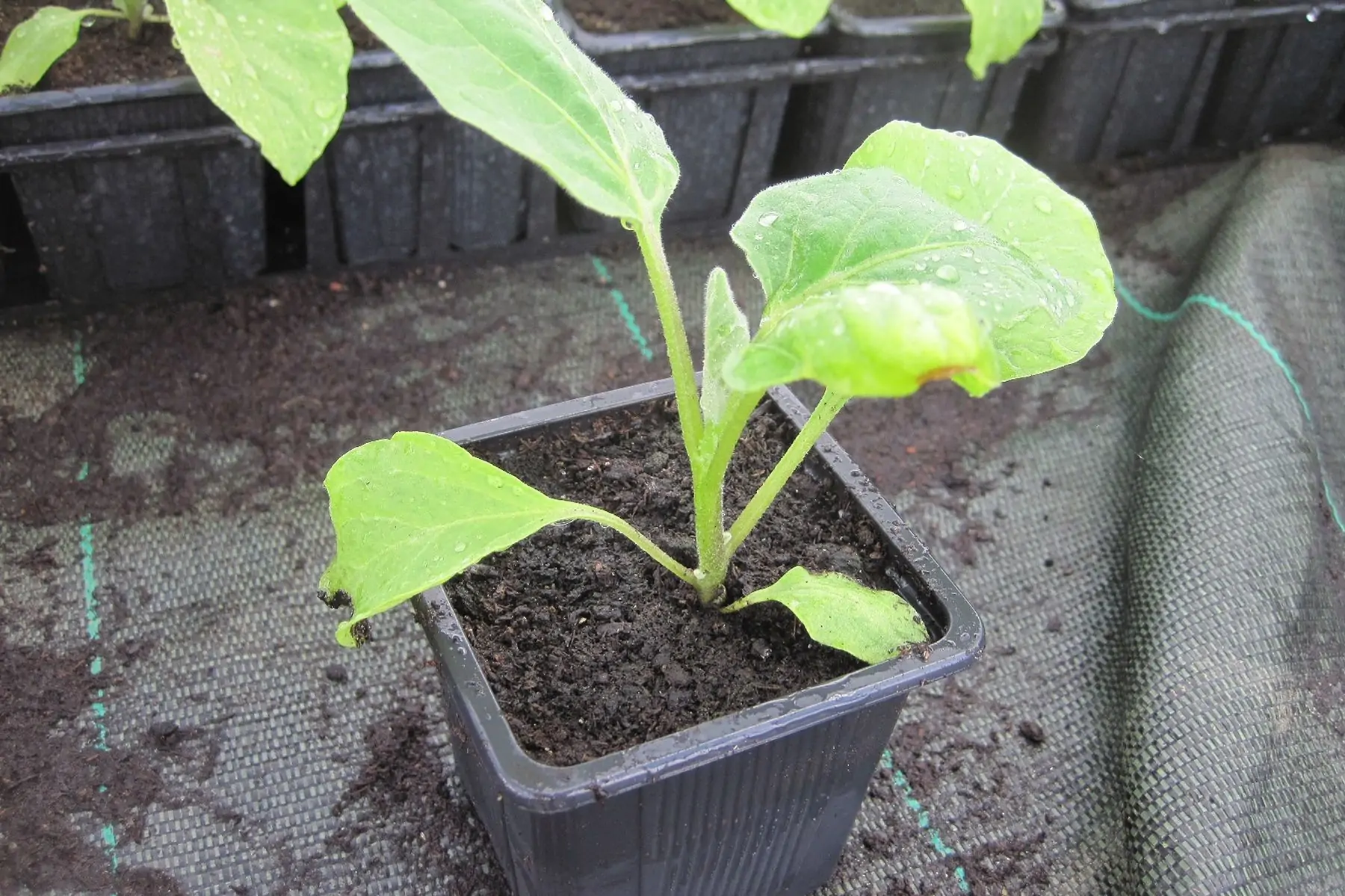 plant aubergine