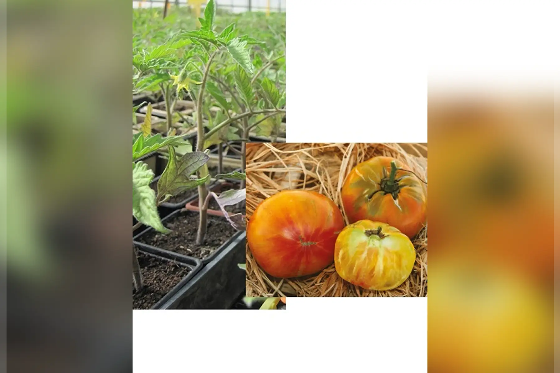 Plant tomate Ananas