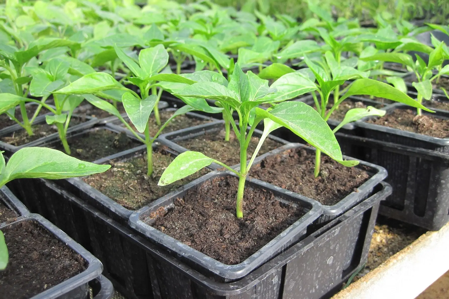 plant poivron