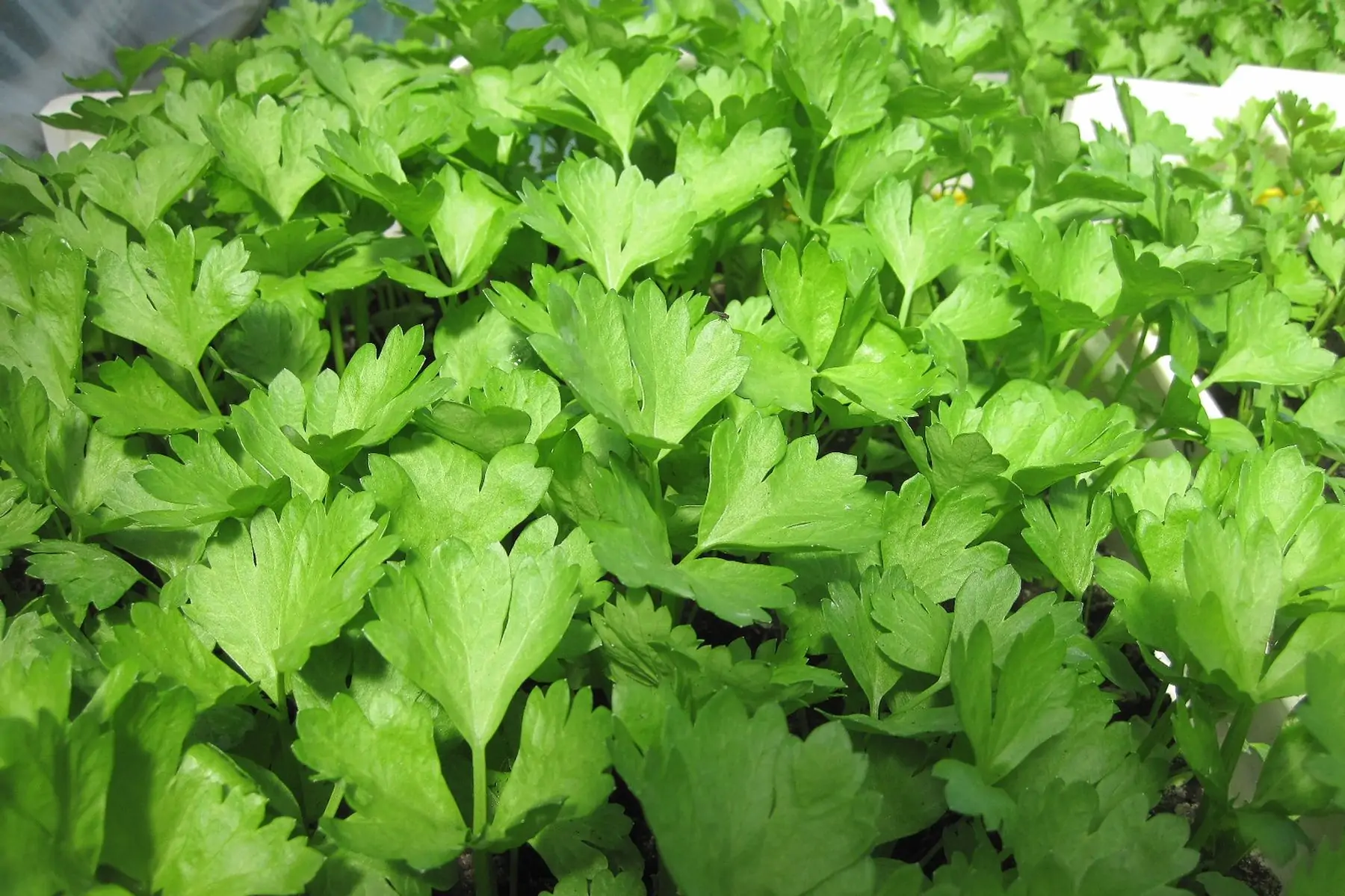 plant céleri branche