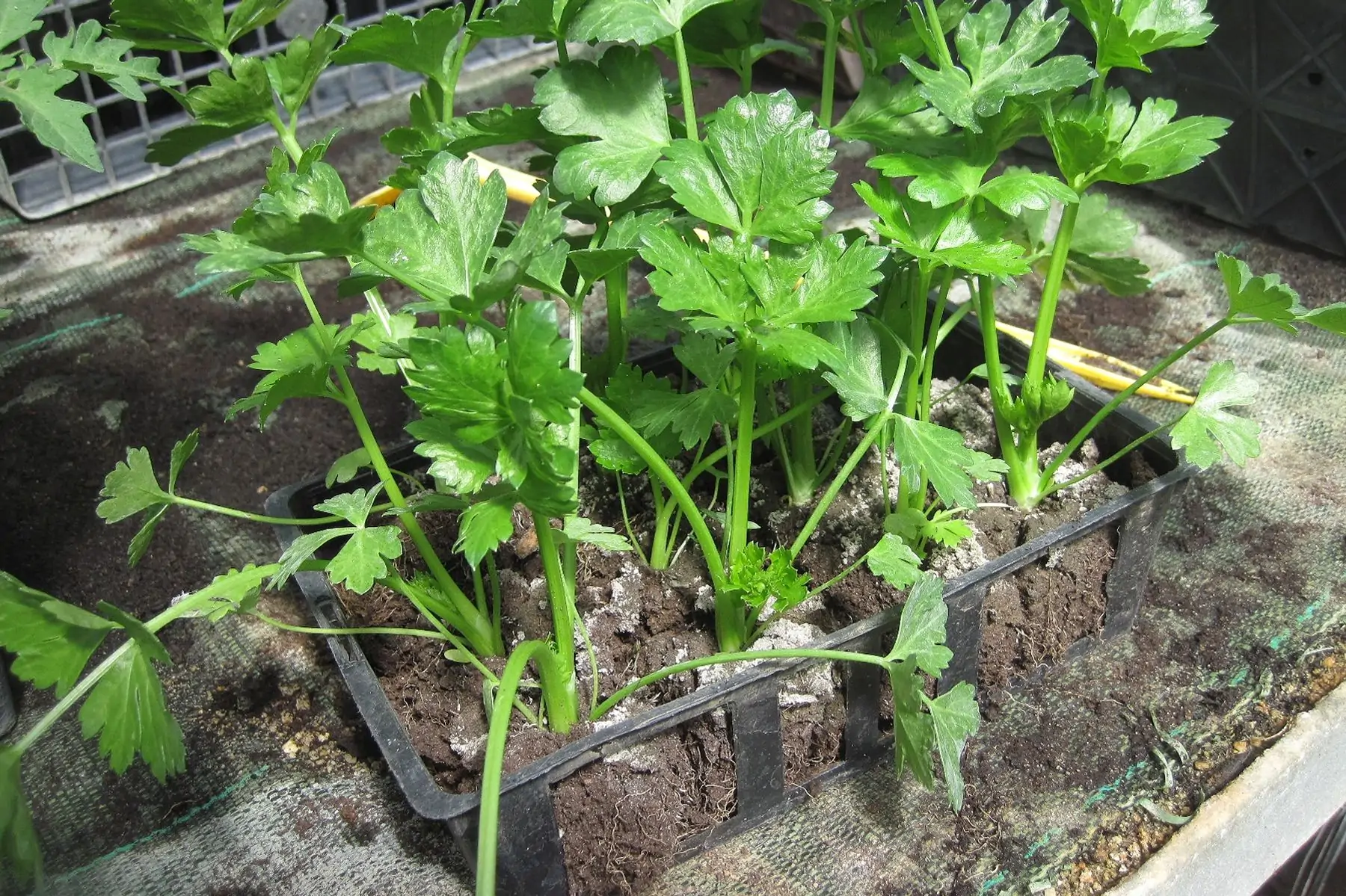 plant céleri rave