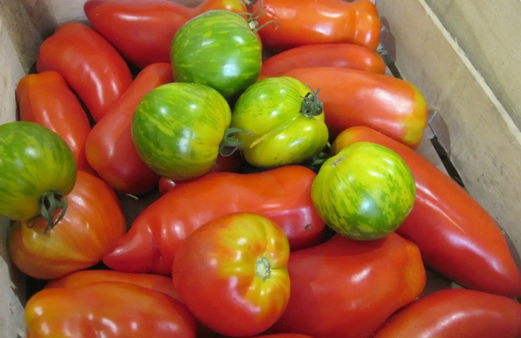 tomate variétés anciennes