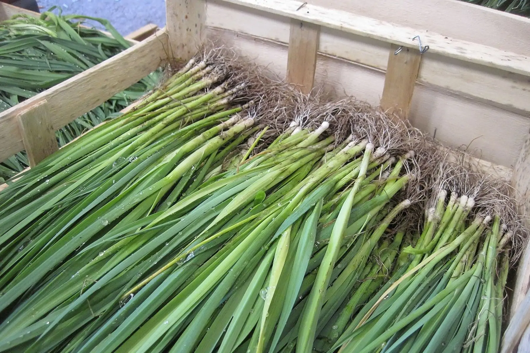 plant poireau d'hiver