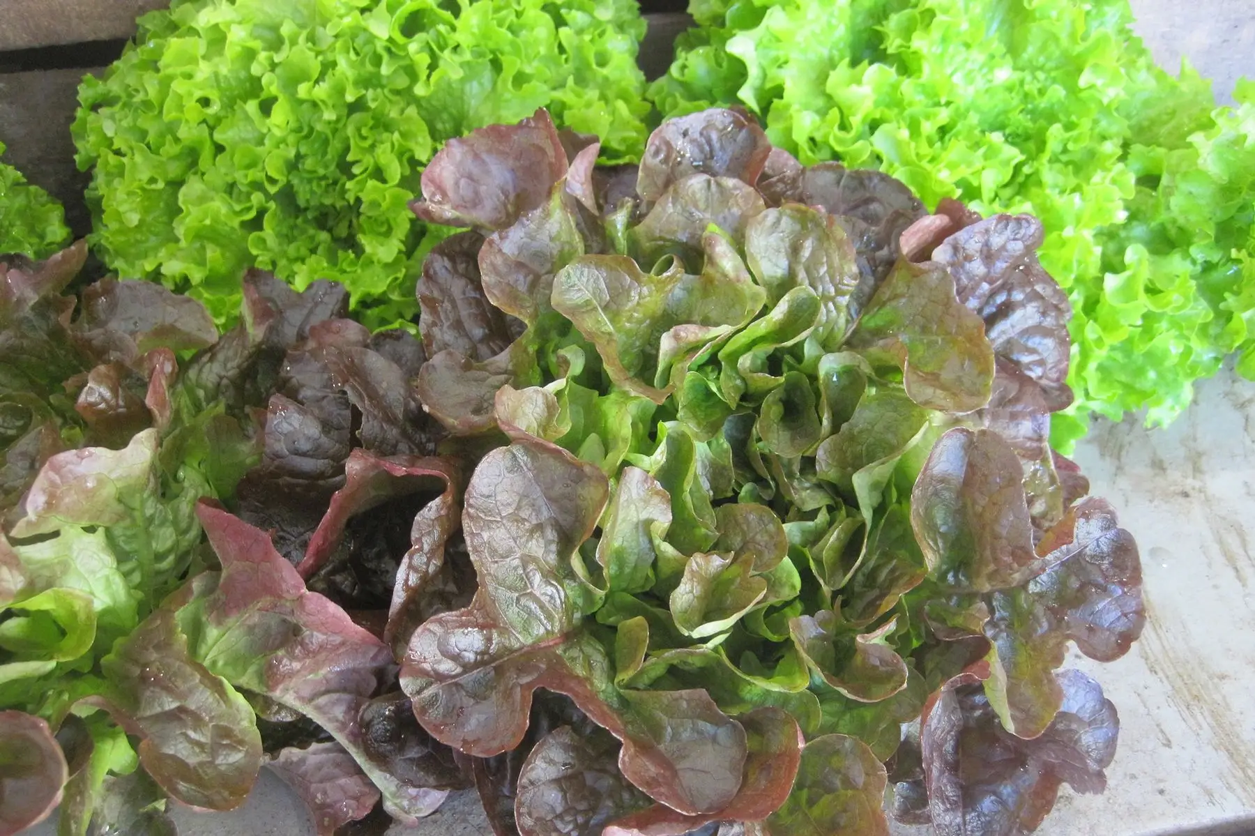 salade feuille de chêne