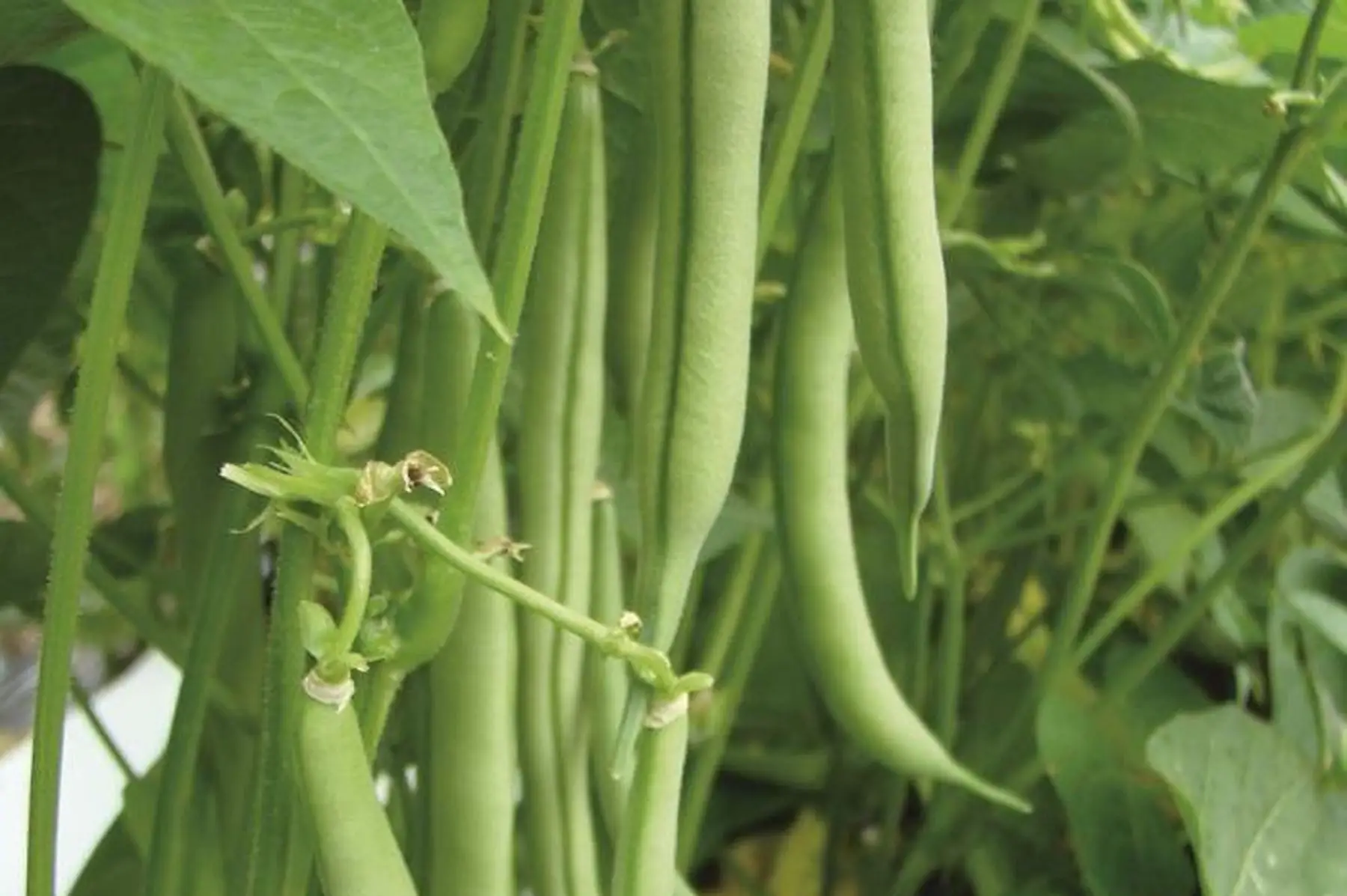 haricot vert