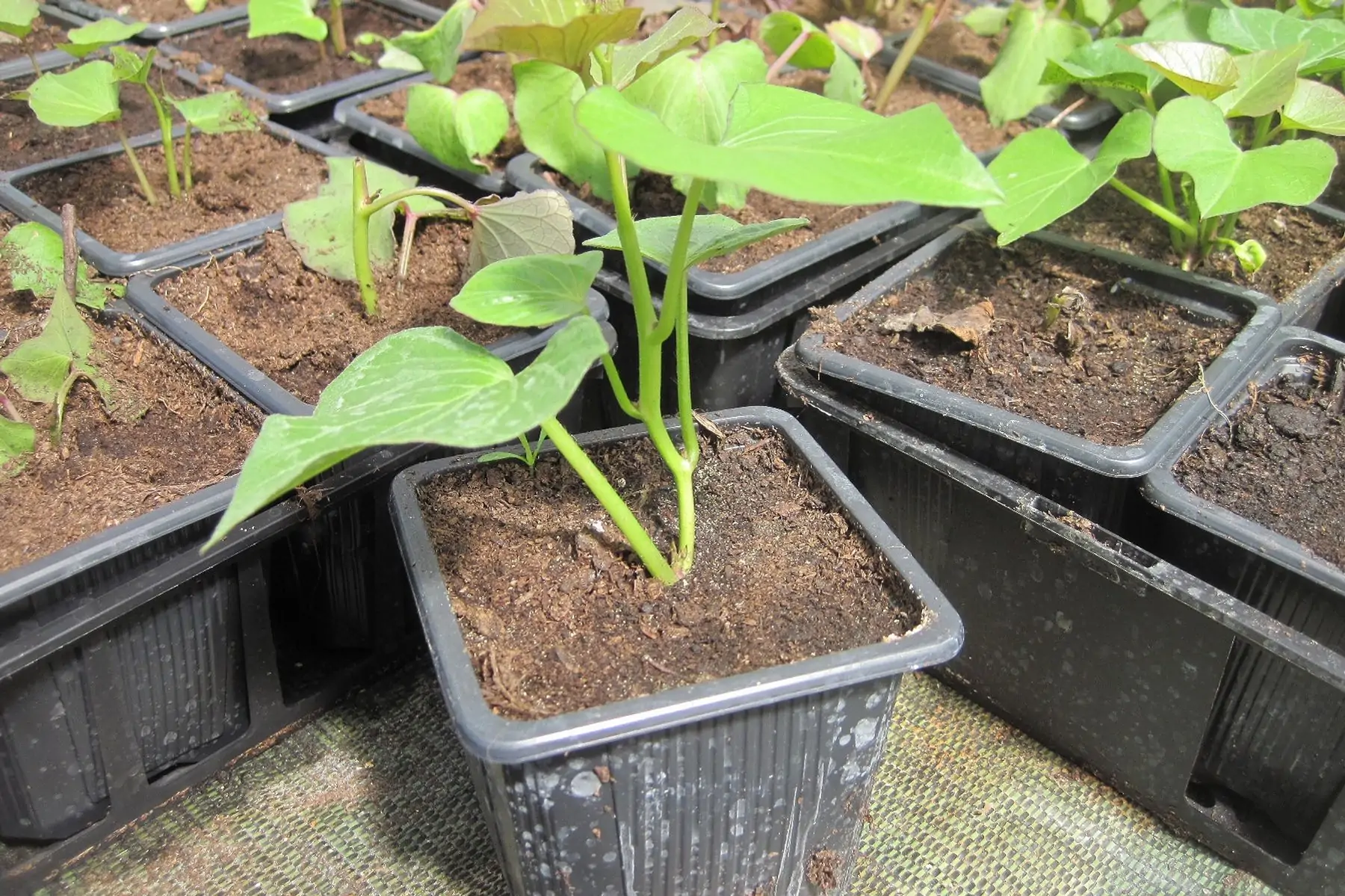 plant patate douce