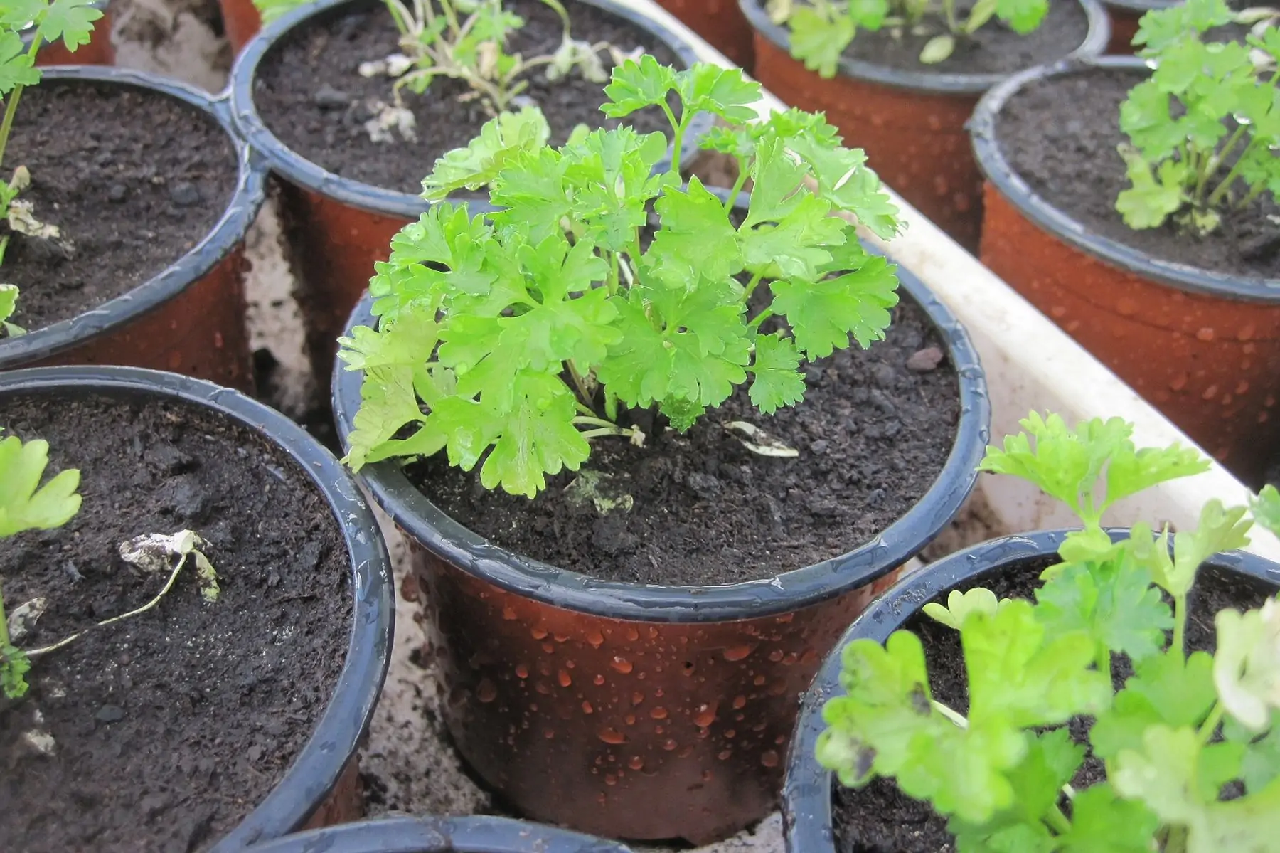 plant persil