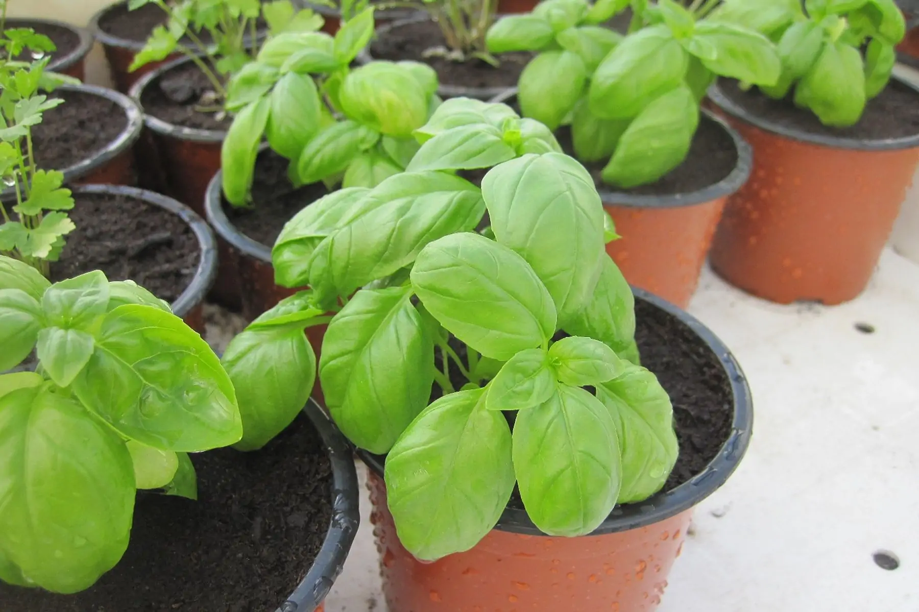 plant basilic
