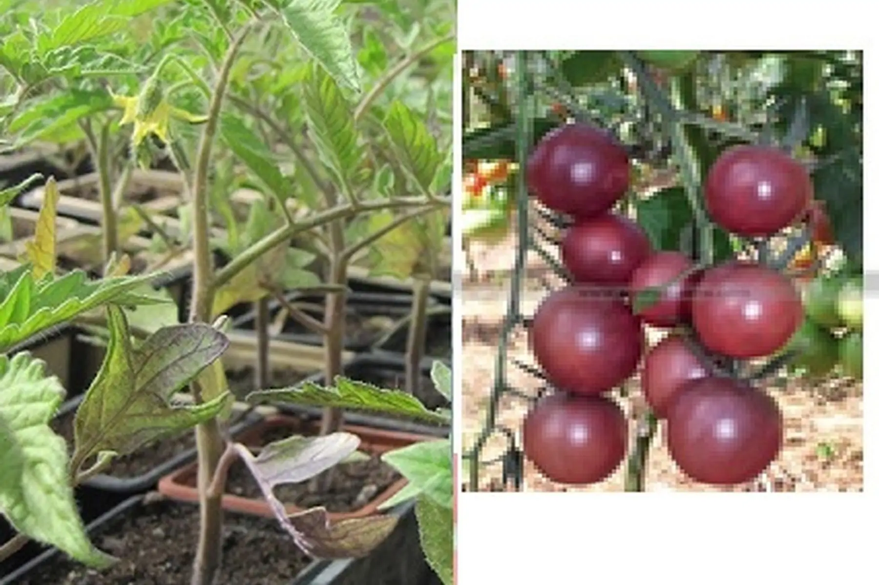 plant tomate cerise noire